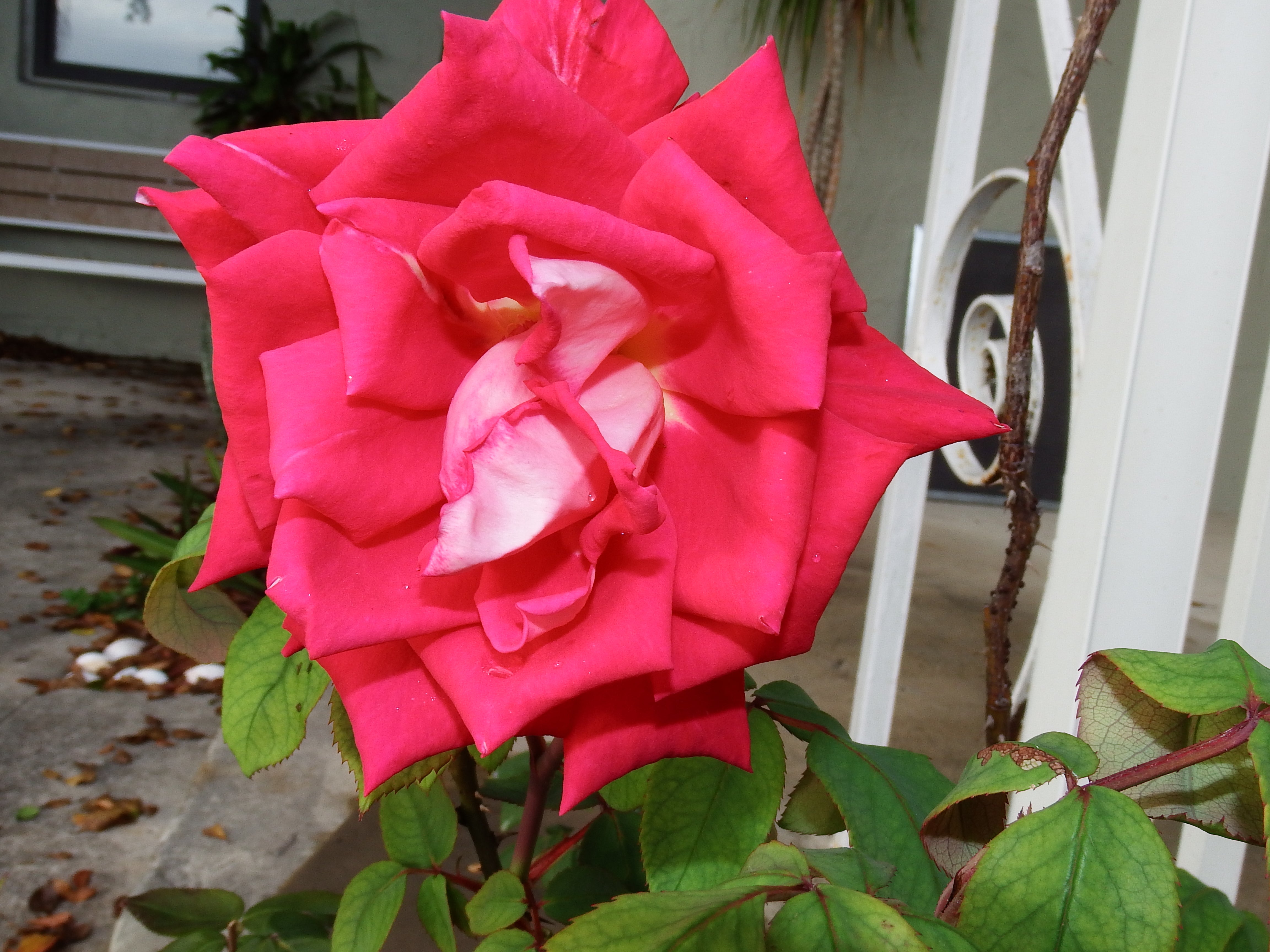 artsy sister, red rose, photos