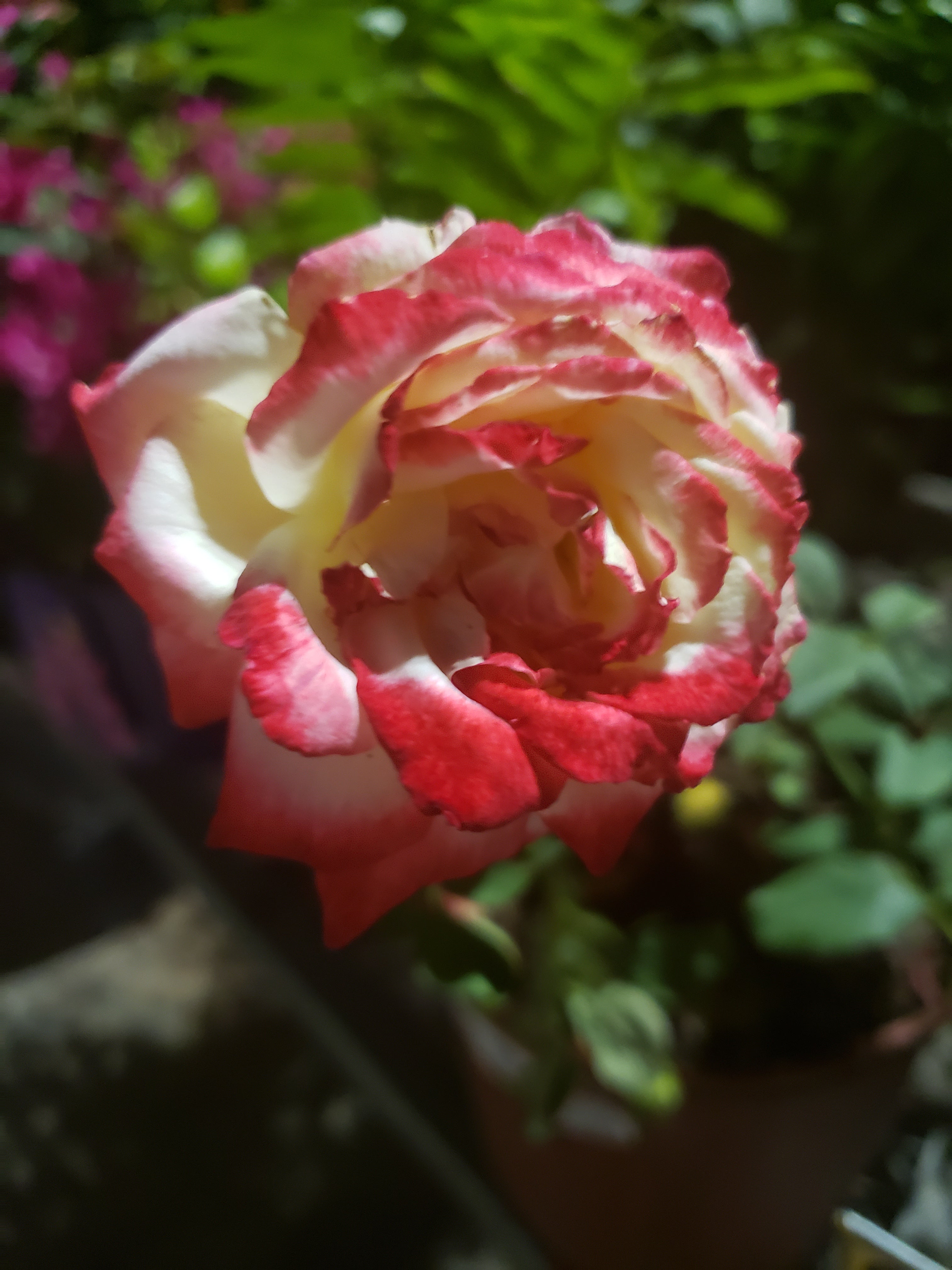 artsy sister, roses, flowers