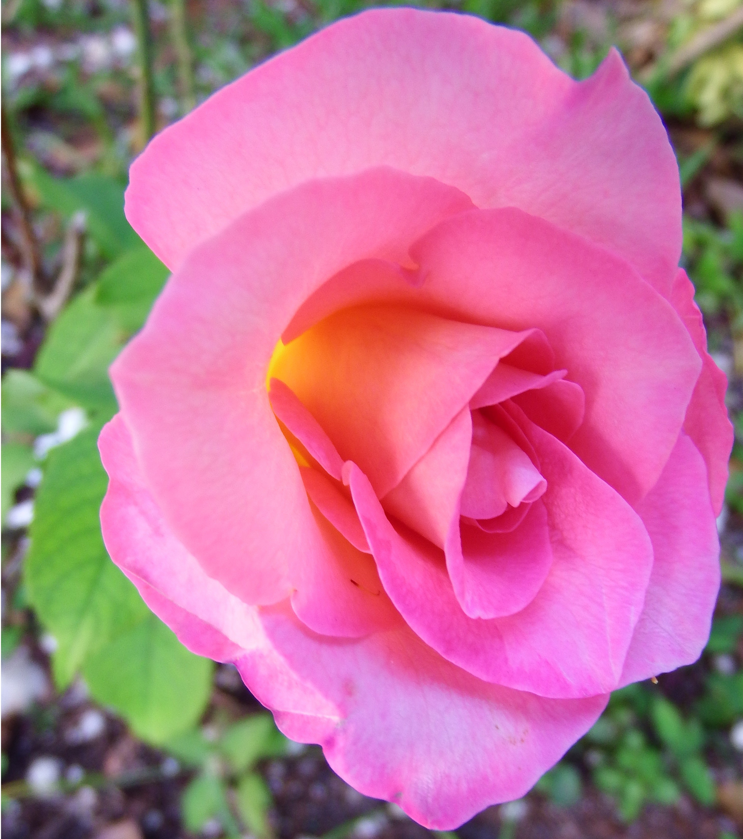 artsy sister, rose flower, gardening