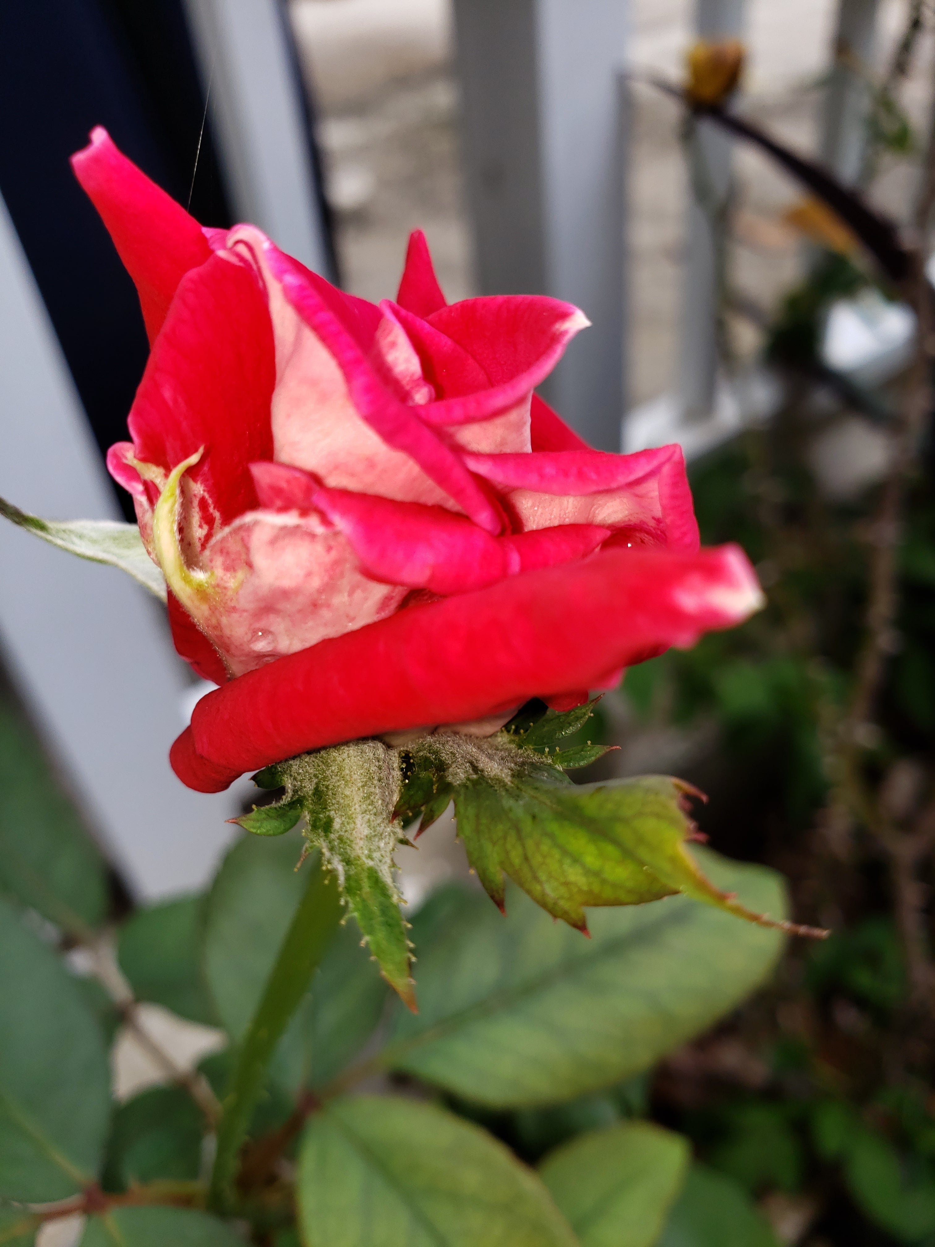 artsy sister, rose, flowers