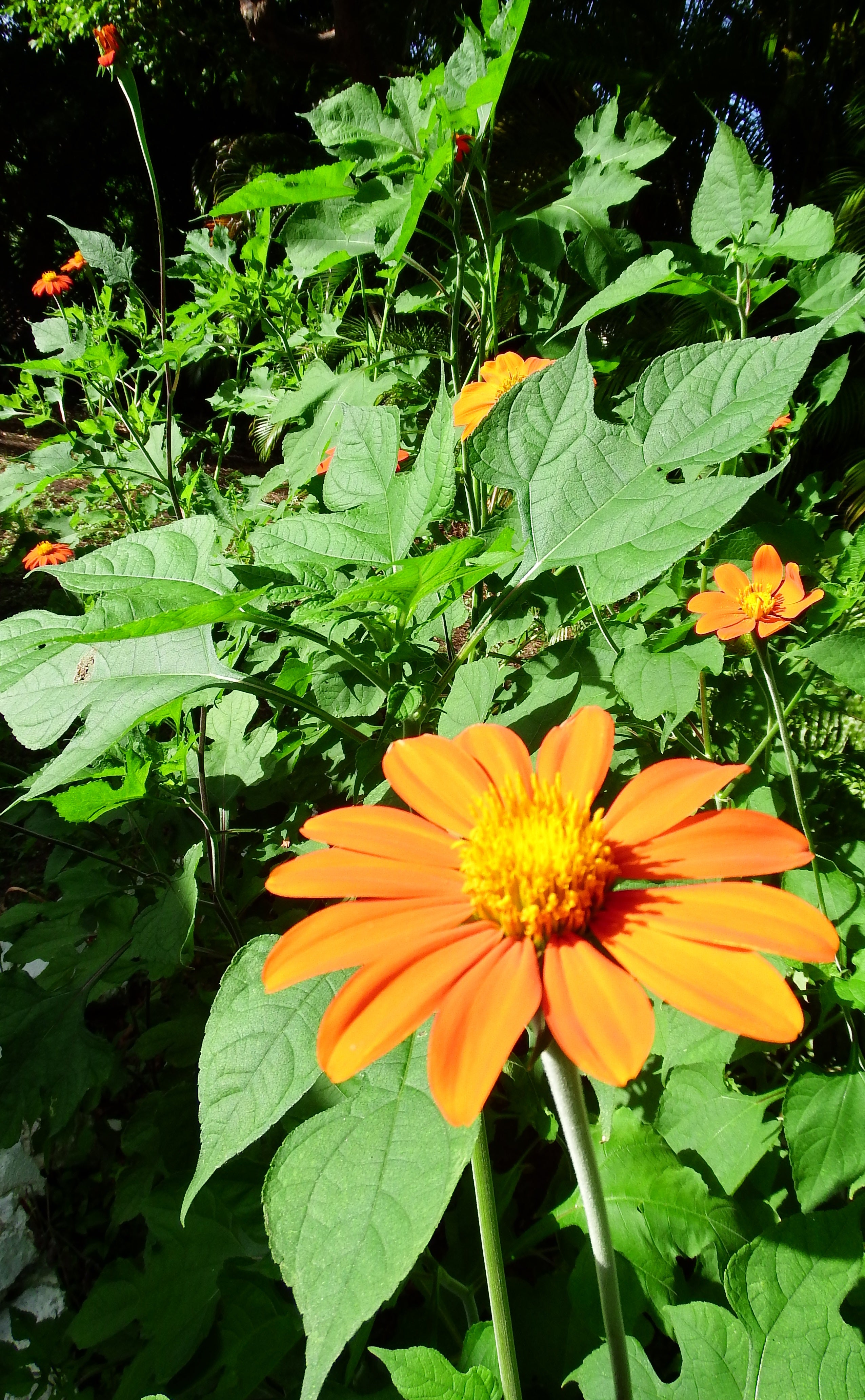 artsy sister, flowers, gardening