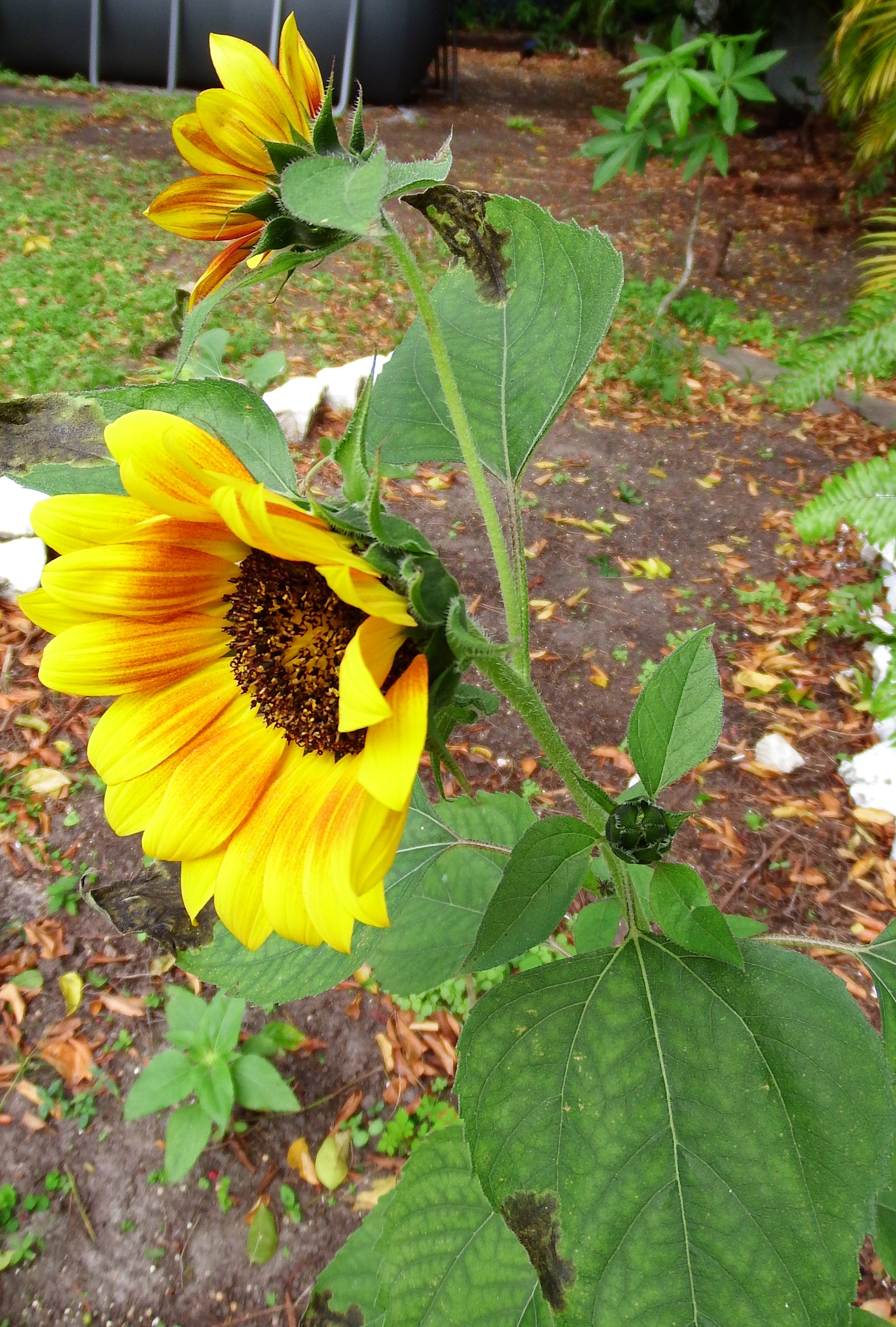 artsy sister, sunflowers, nature