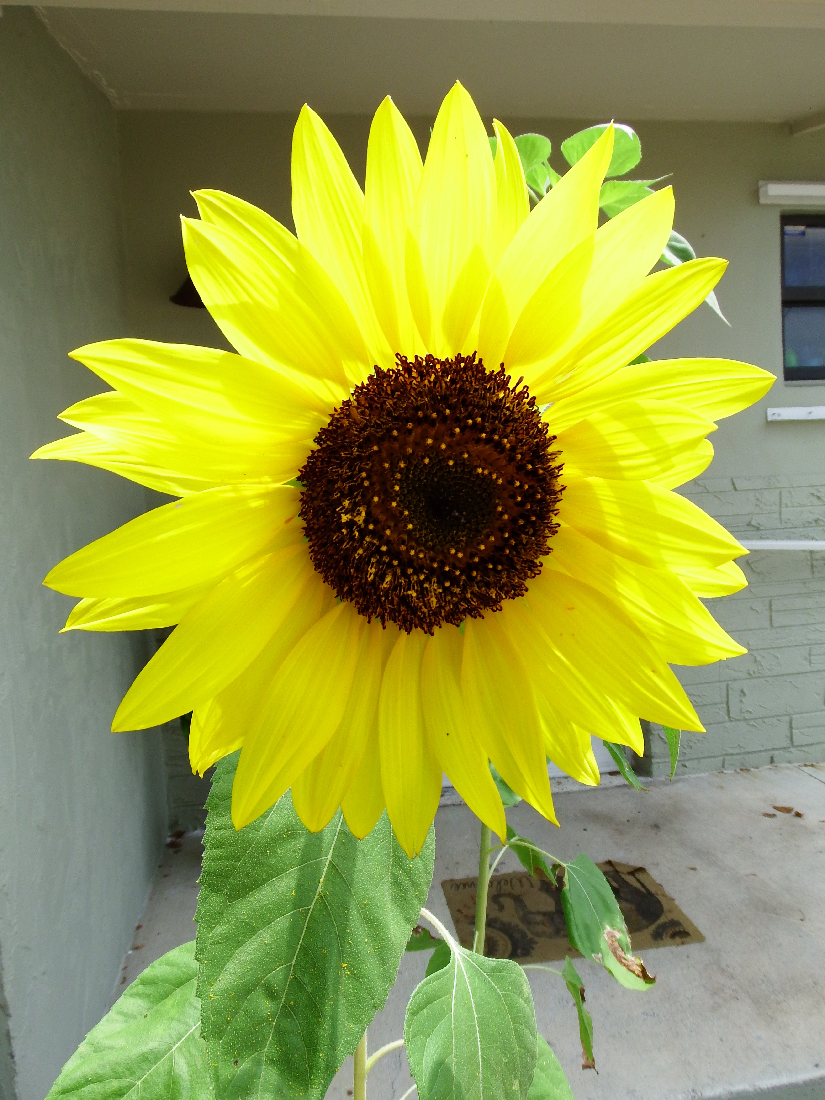 artsy sister, sunflowers, gardening photos