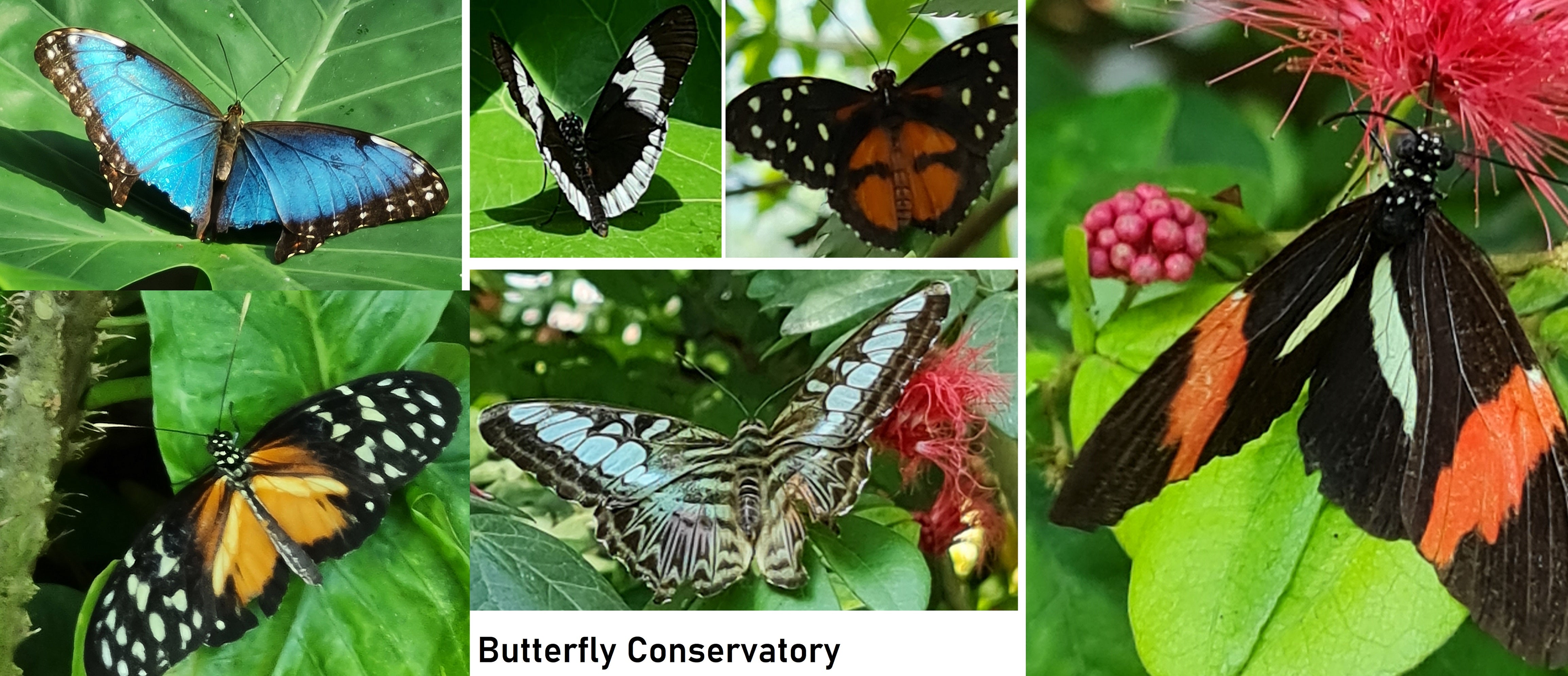 artsy sister, butterfly preserve, key west