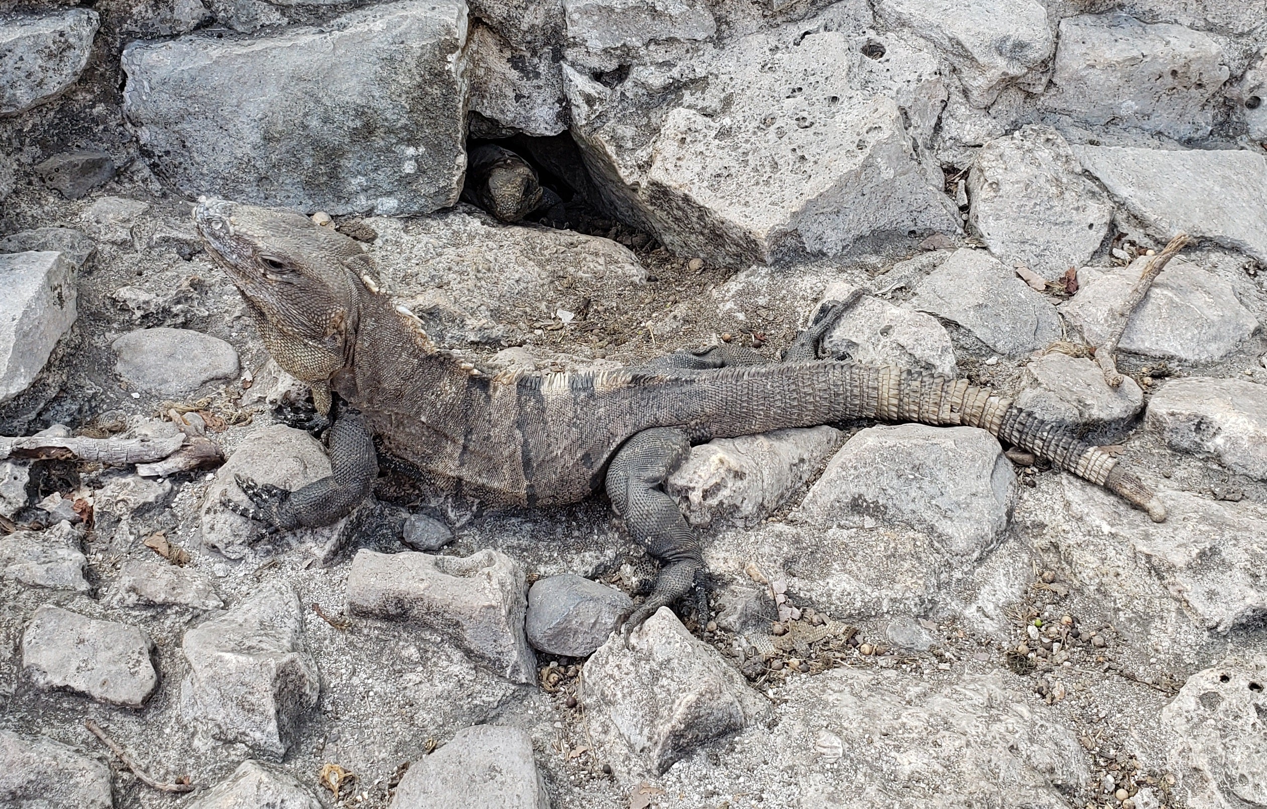 artsy sister, tourism, iguana