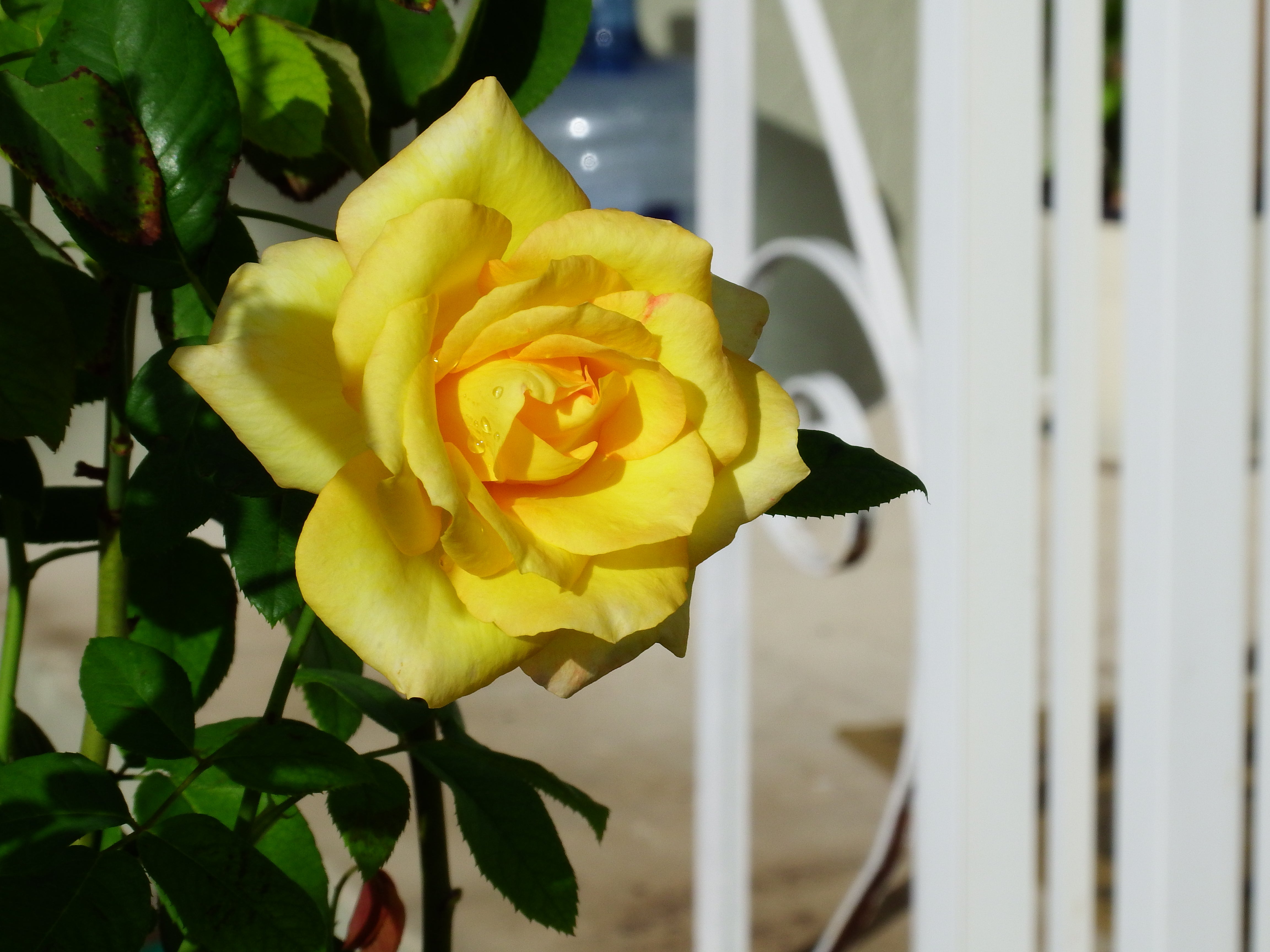 artsy sister, yellow rose, gardening photos