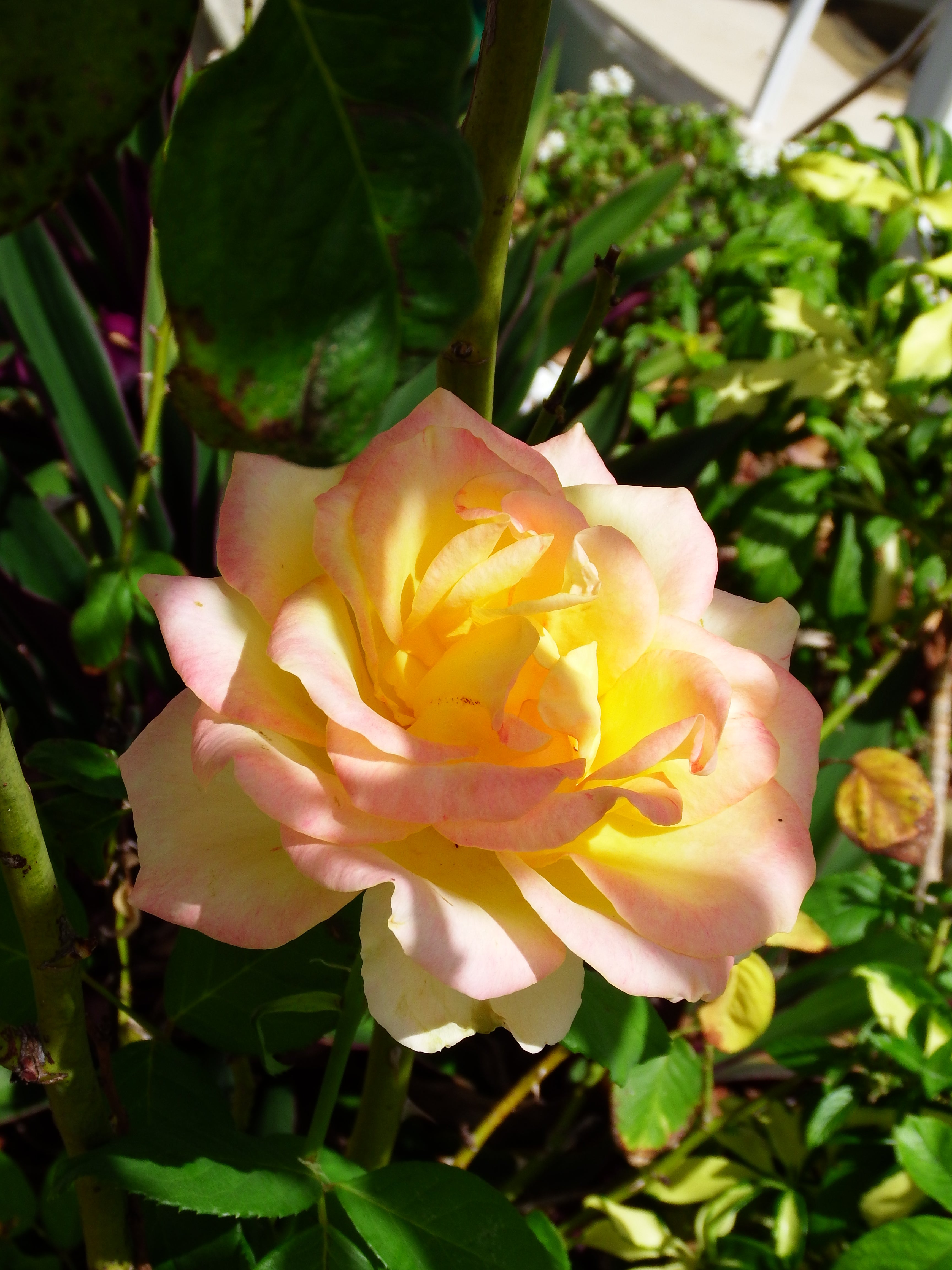 artsy sister, teresita blanco, white roses