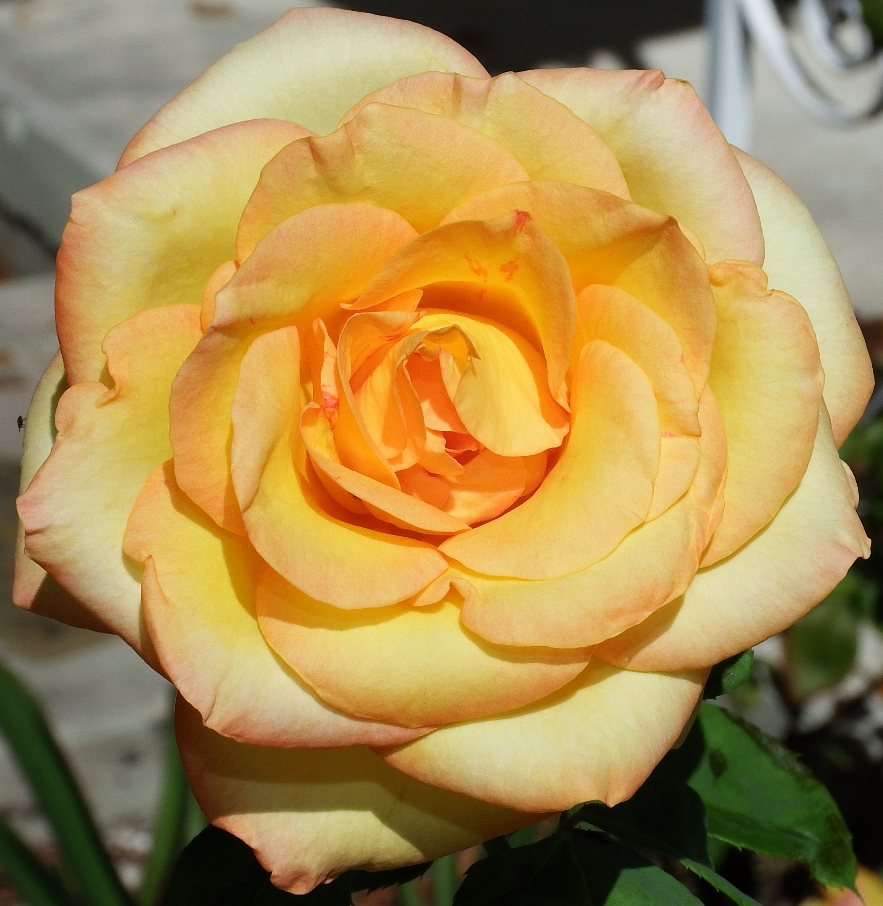 artsy sister, gardening, yellow rose