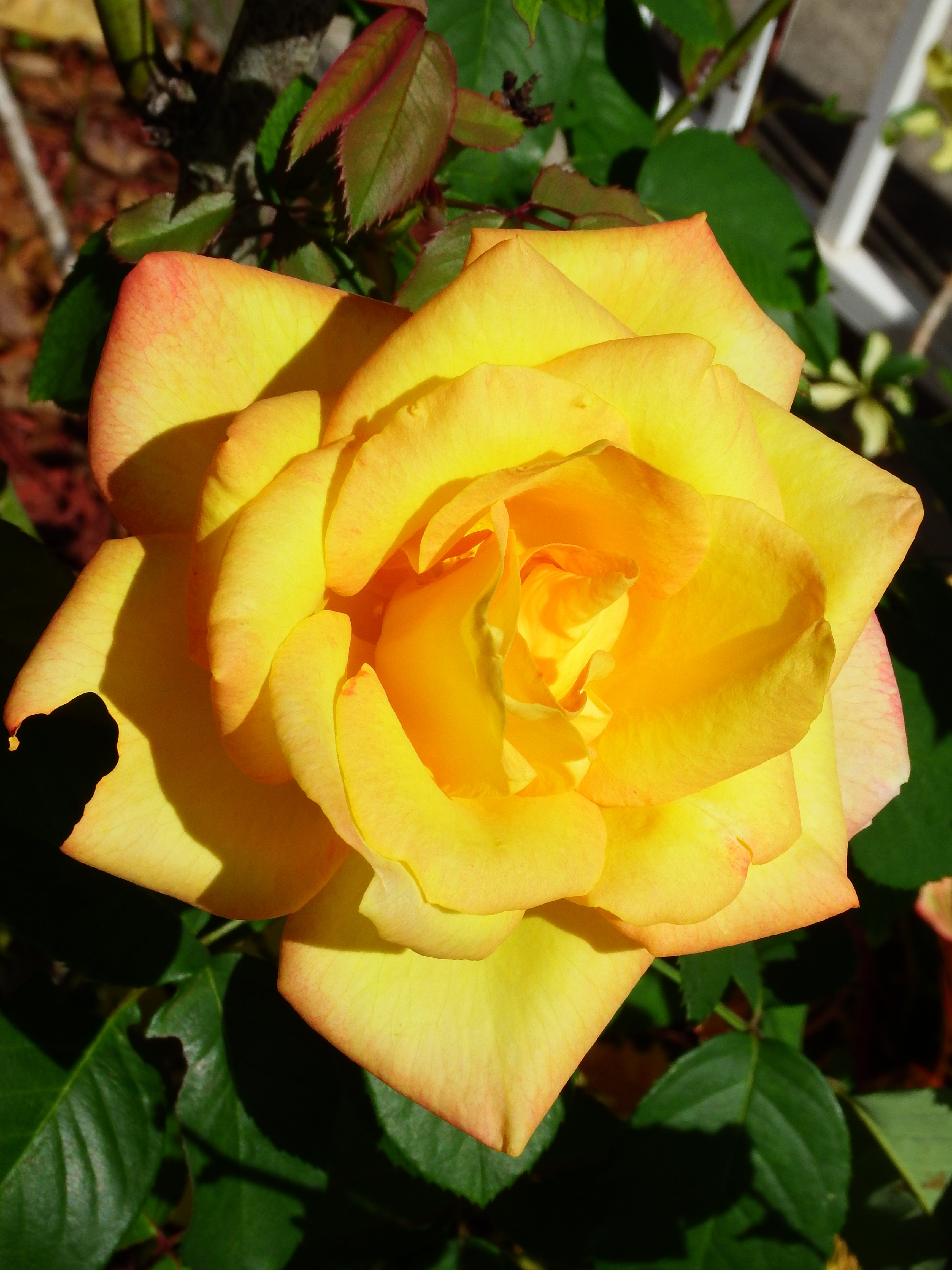 artsy sister, yellow rose, rose