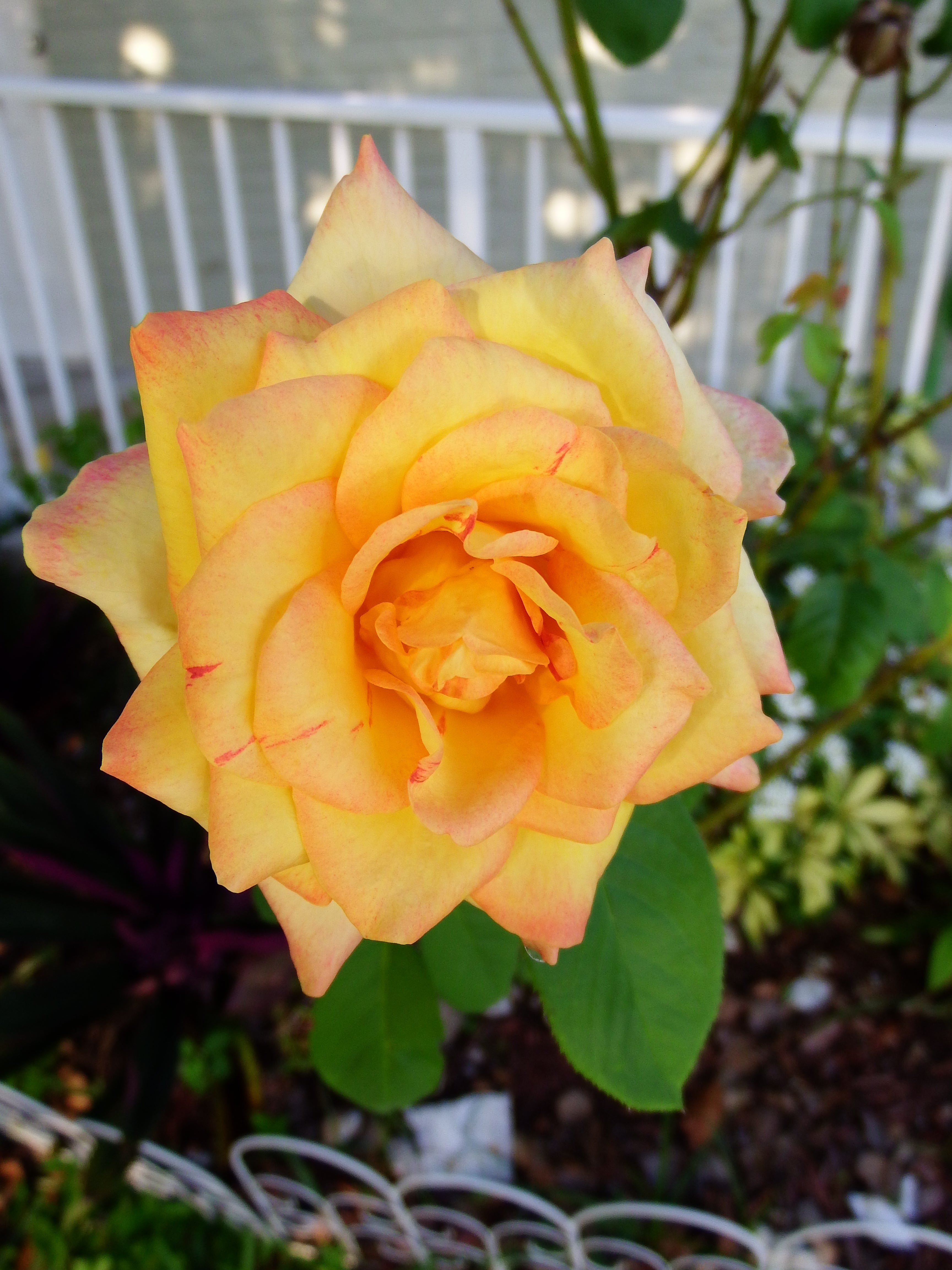 yellow rose, artsy sister, gardening flowers