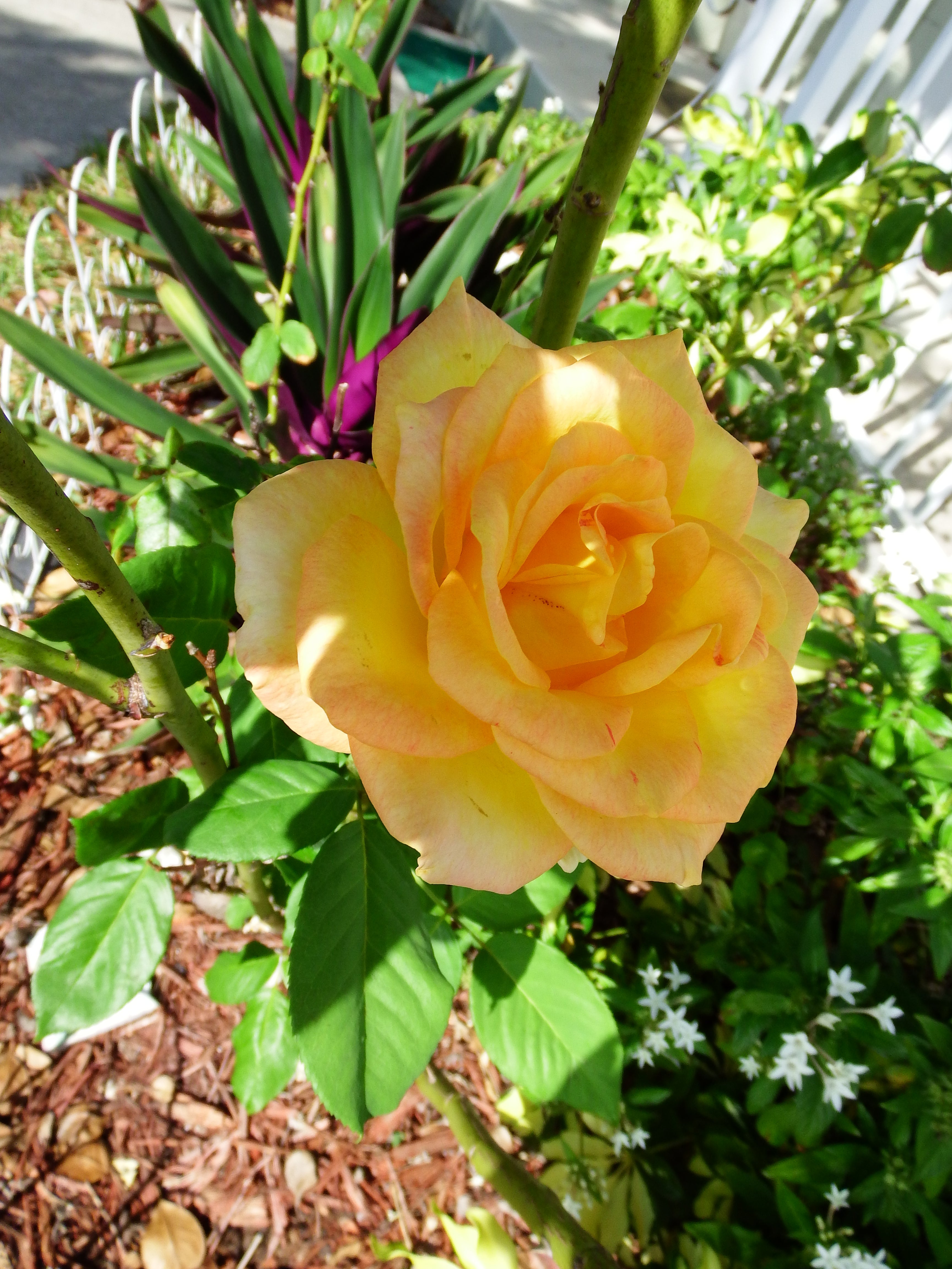 artsy sister, gardening, roses