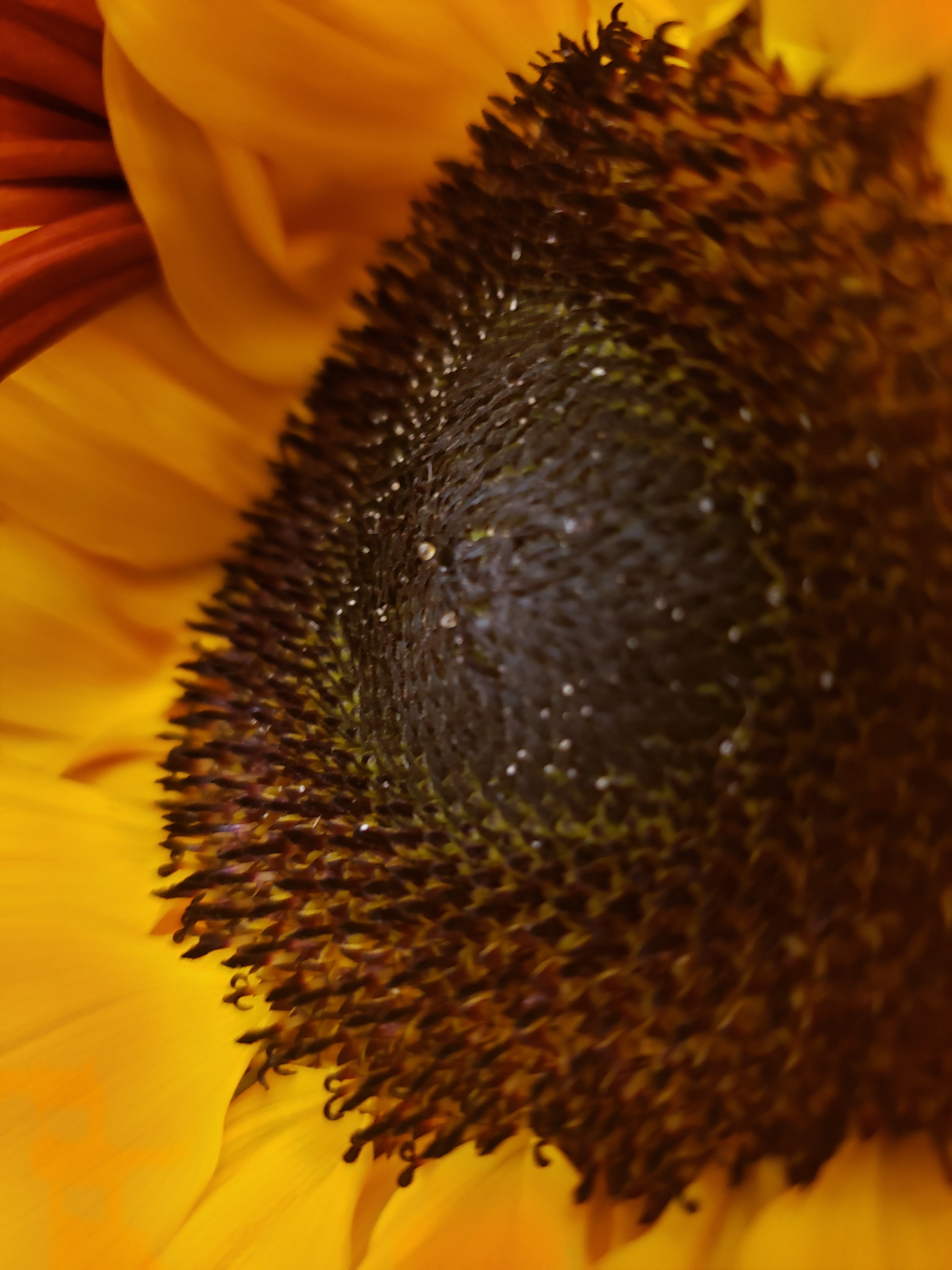 artsy sister, close up of sunflower, sunflower photos