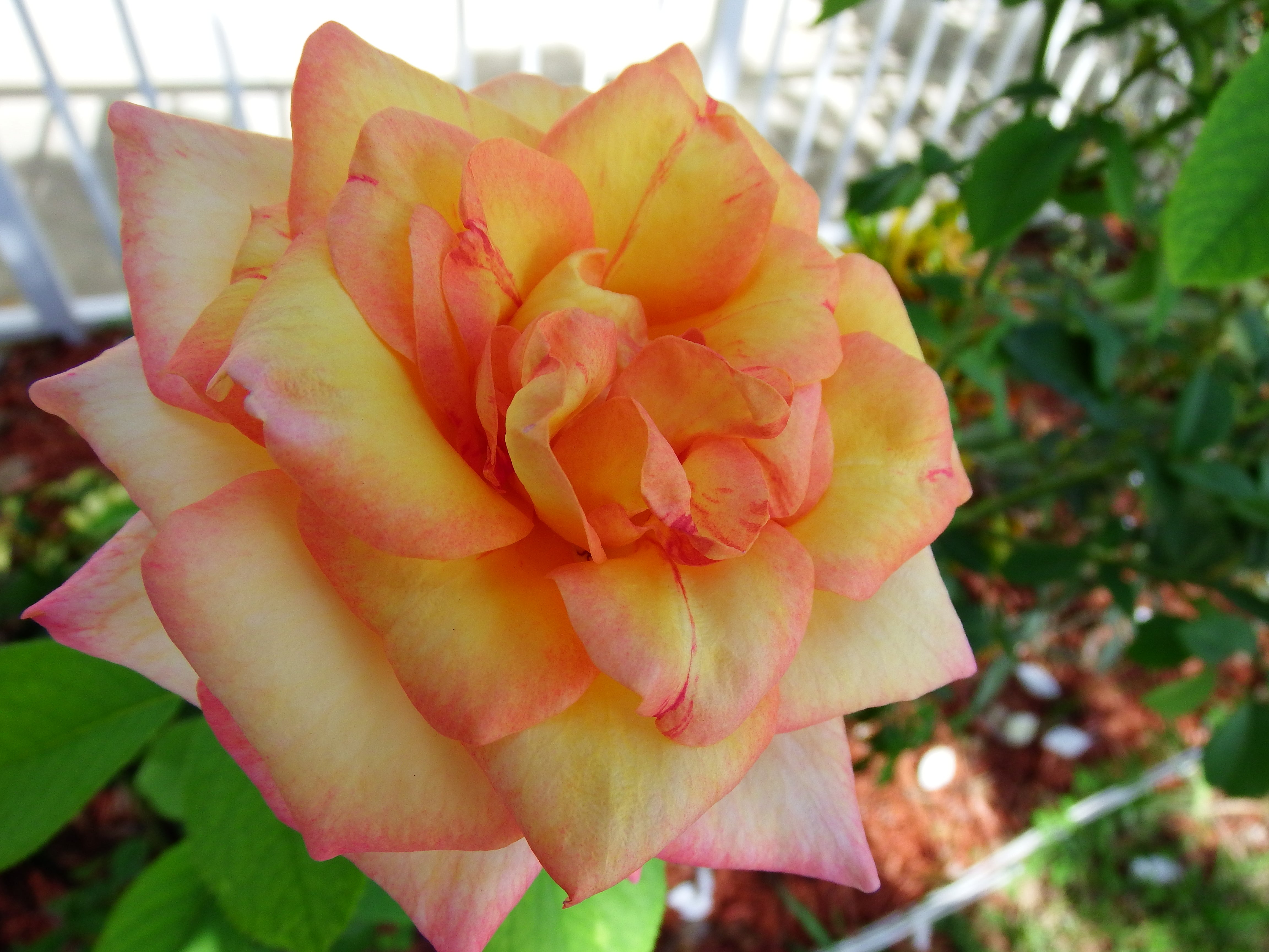 yellow rose, gardening, artsy sister