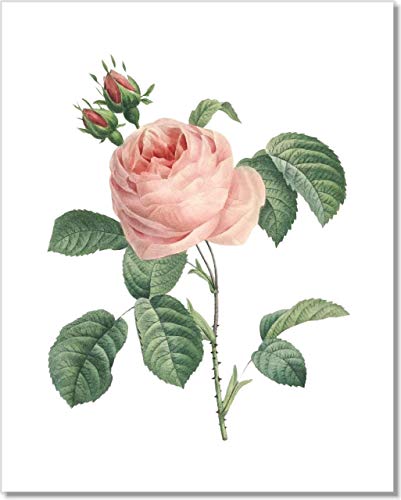 Shop Vintage Pink Roses Botanical Prints - Fl at Artsy Sister.