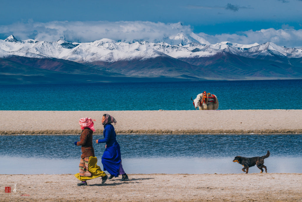 Tibetan Shepherd. Photo by Liang Dong.