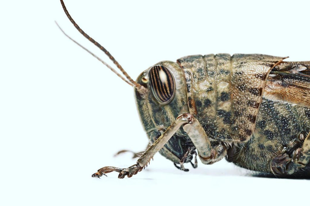 Close-up of an Egyptian Grasshopper. Photo by Nick Baker