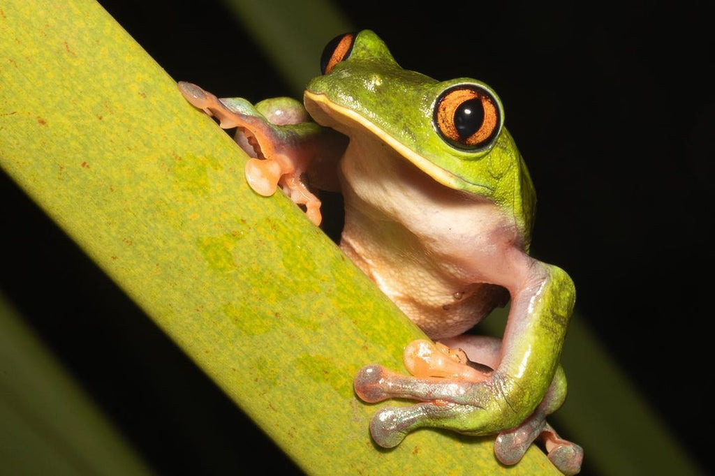 Coffee Frog (Agalychnis annae). Photo by Nick Baker