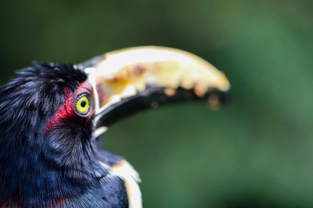 Collared Aracari by Nick Baker