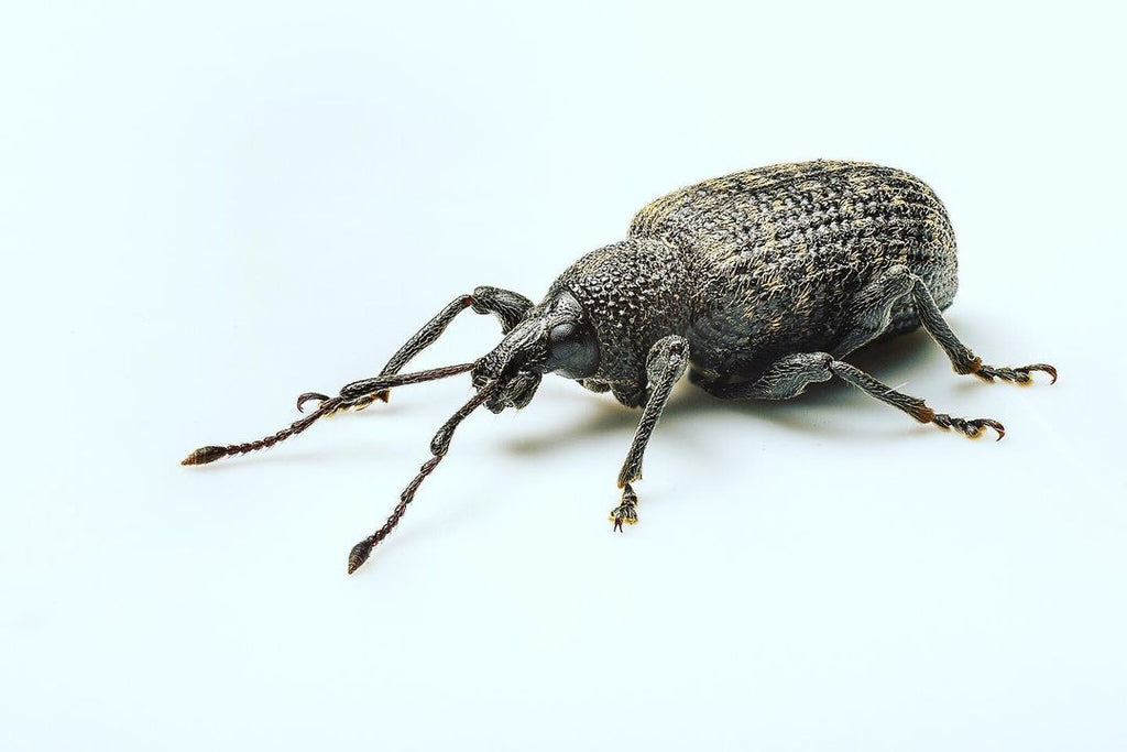 Focus stacked photo of a Vine Weevil by Nick Baker.