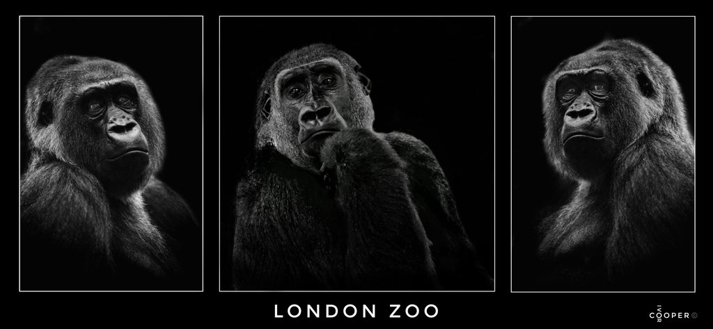 Gorilla at London Zoo - Photo by Ivor Cooper