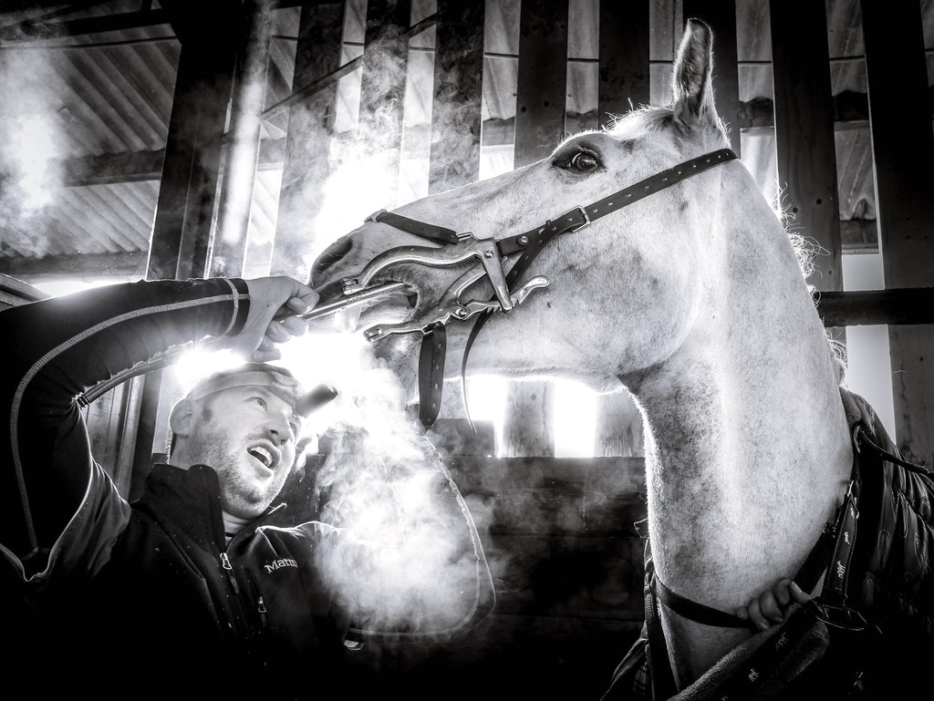 The Horse Dentist - Photo by Emma Drabble.