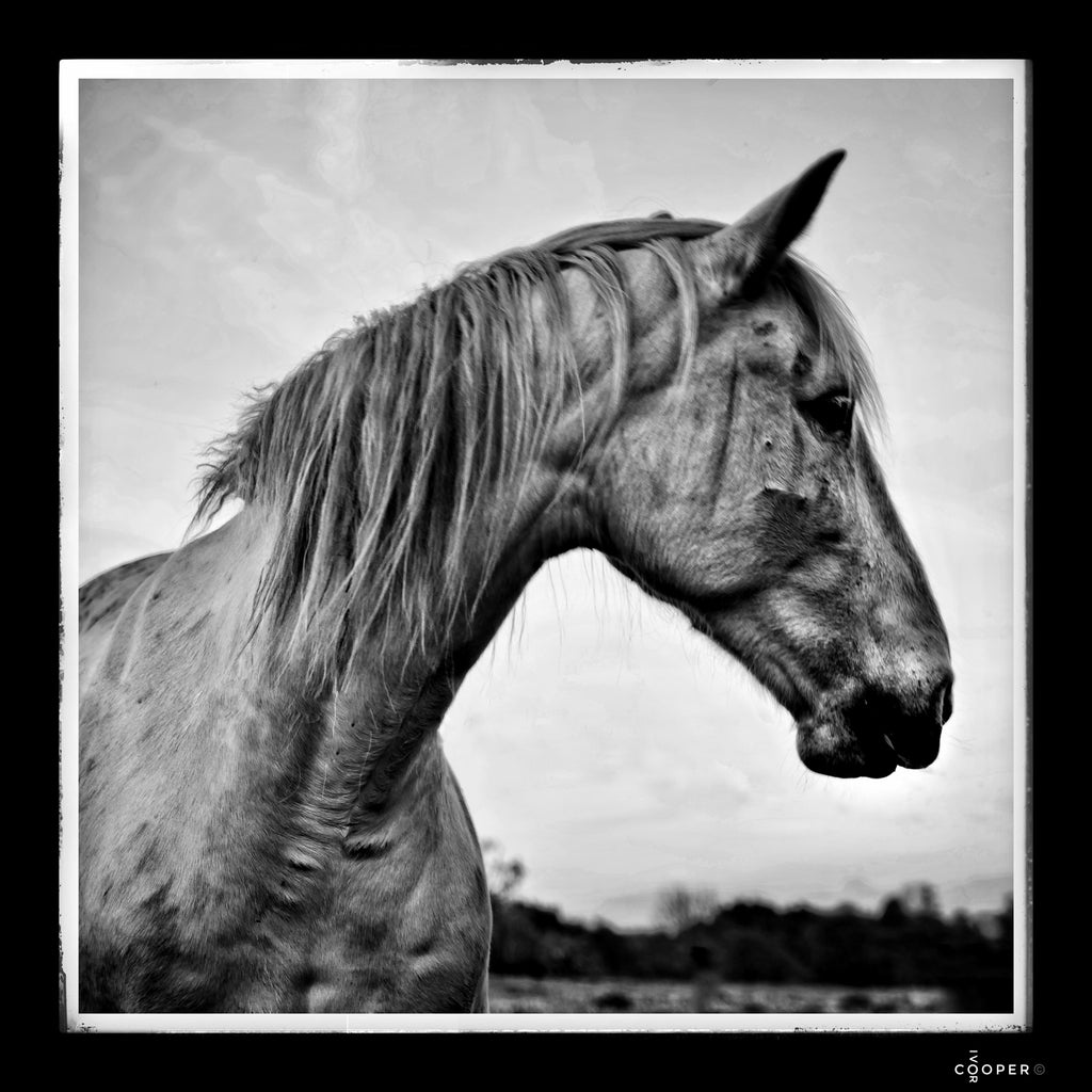 Photo of a horse in Black and White by Ivor Cooper.