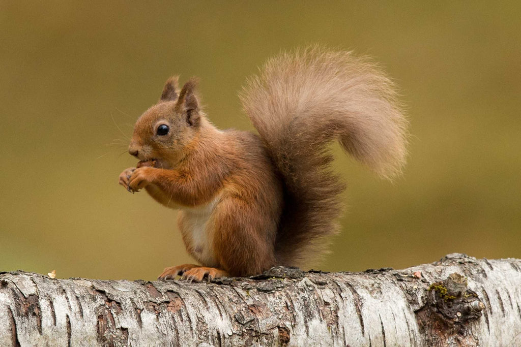 A red squirrel. Photo by Nick Baker.