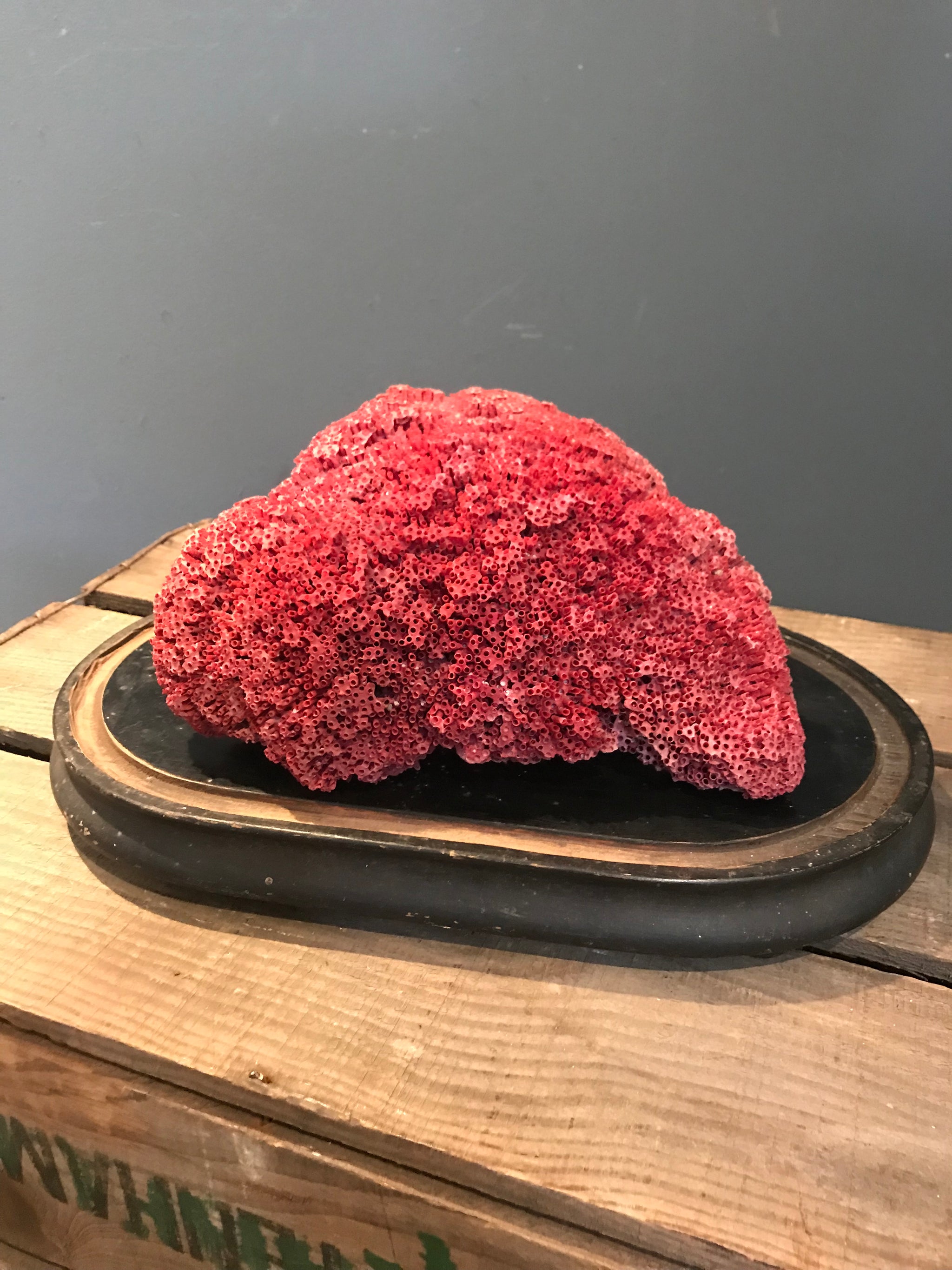 A rare natural red coral  specimen large Belle and Beast 