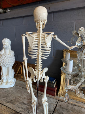 An anatomical skeleton model on stand