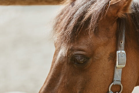 Diet The Laminitis Site