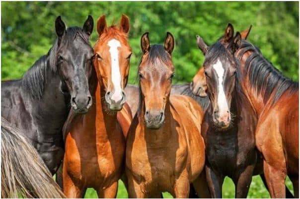 Five happy horses together