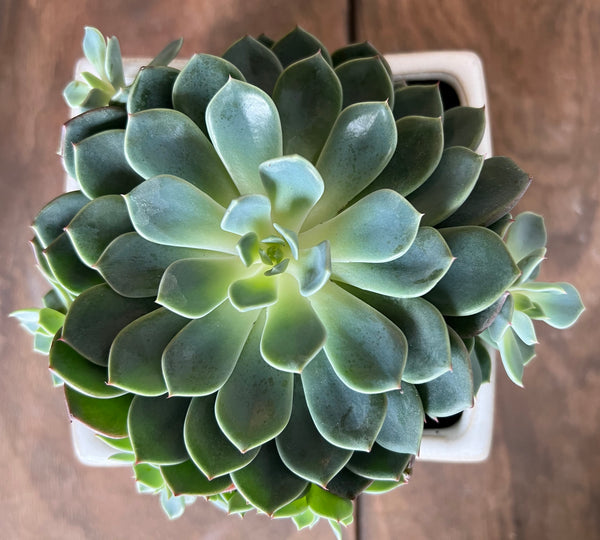 Potted Succulent