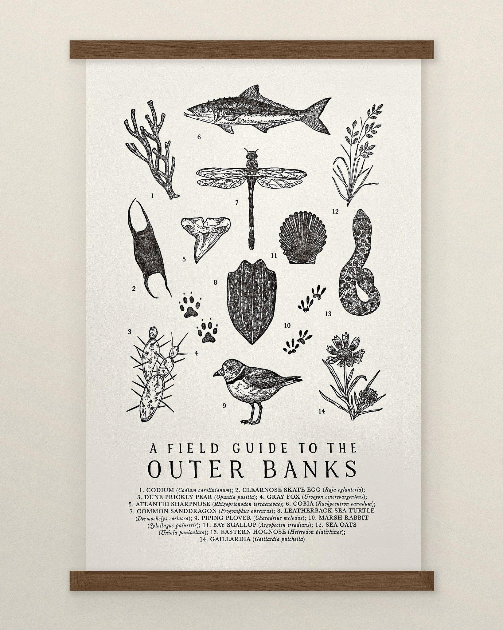 Field Guide to the Outer Banks Print