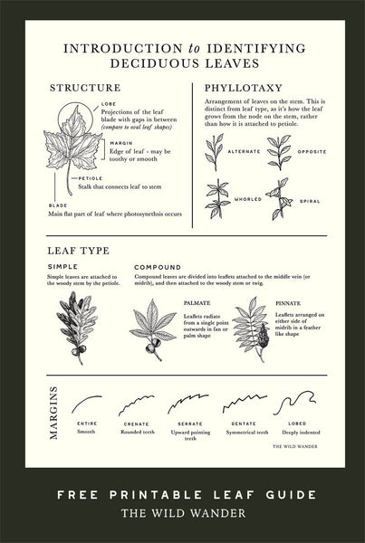 Printable Leaf ID Chart 