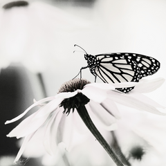 A black and white image of a monarch butterfly sitting on a daisy flower.