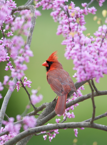 A red cardinal bird sits on the branch of a pink flowering tree.