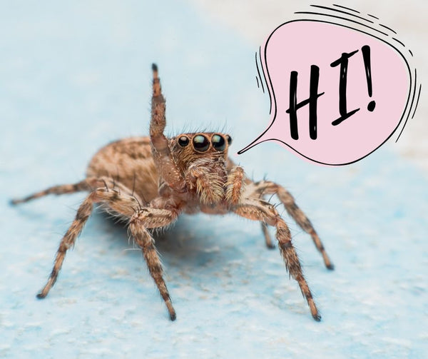 A jumping spider waves "hi!"