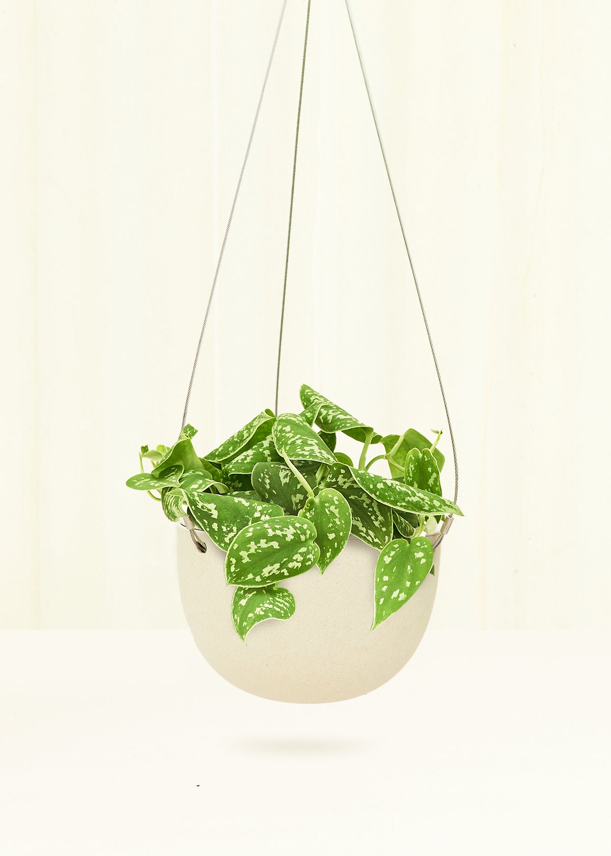 Plant in neutral colored hanging planter