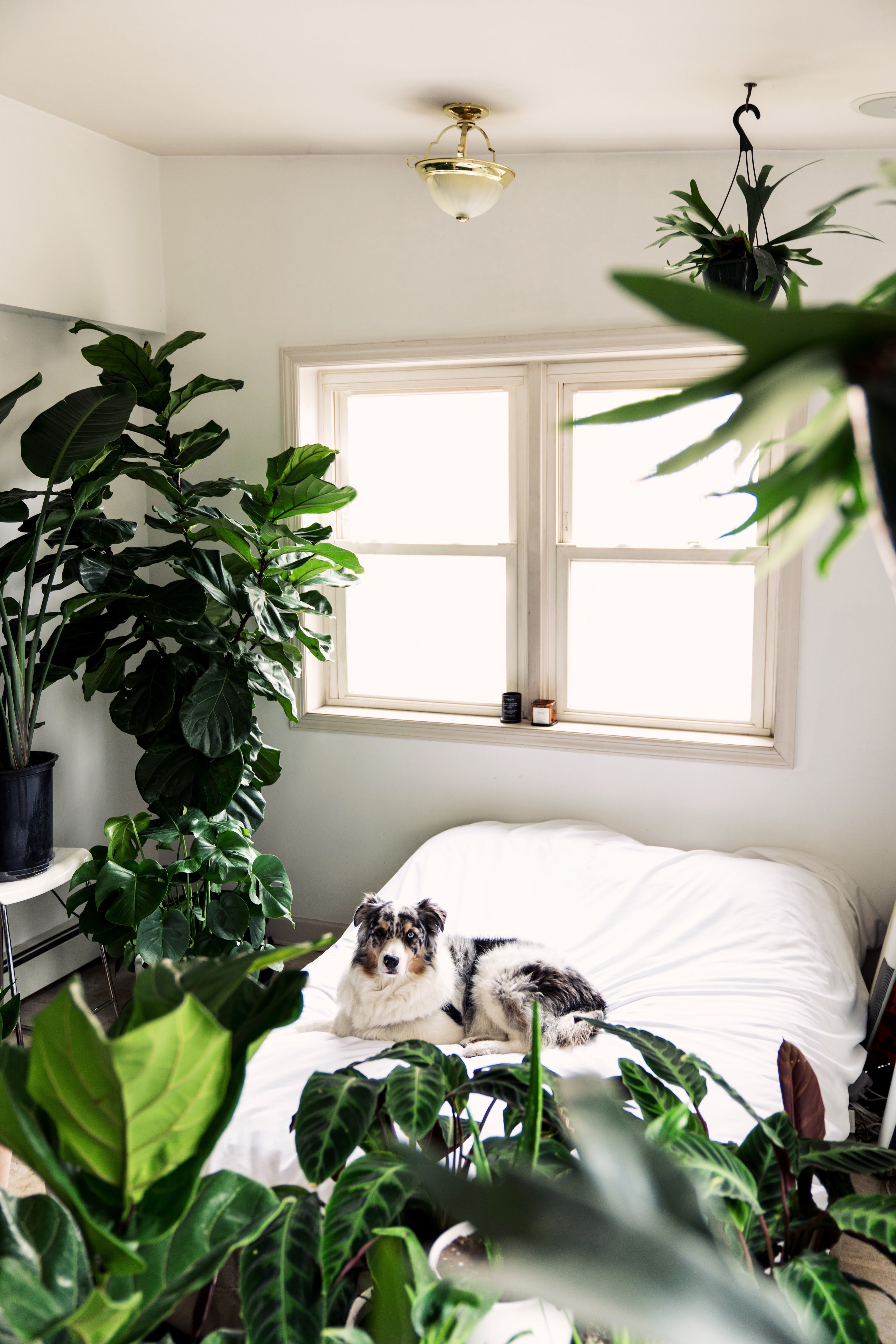 Dog sitting on white bed surrounded by houseplants