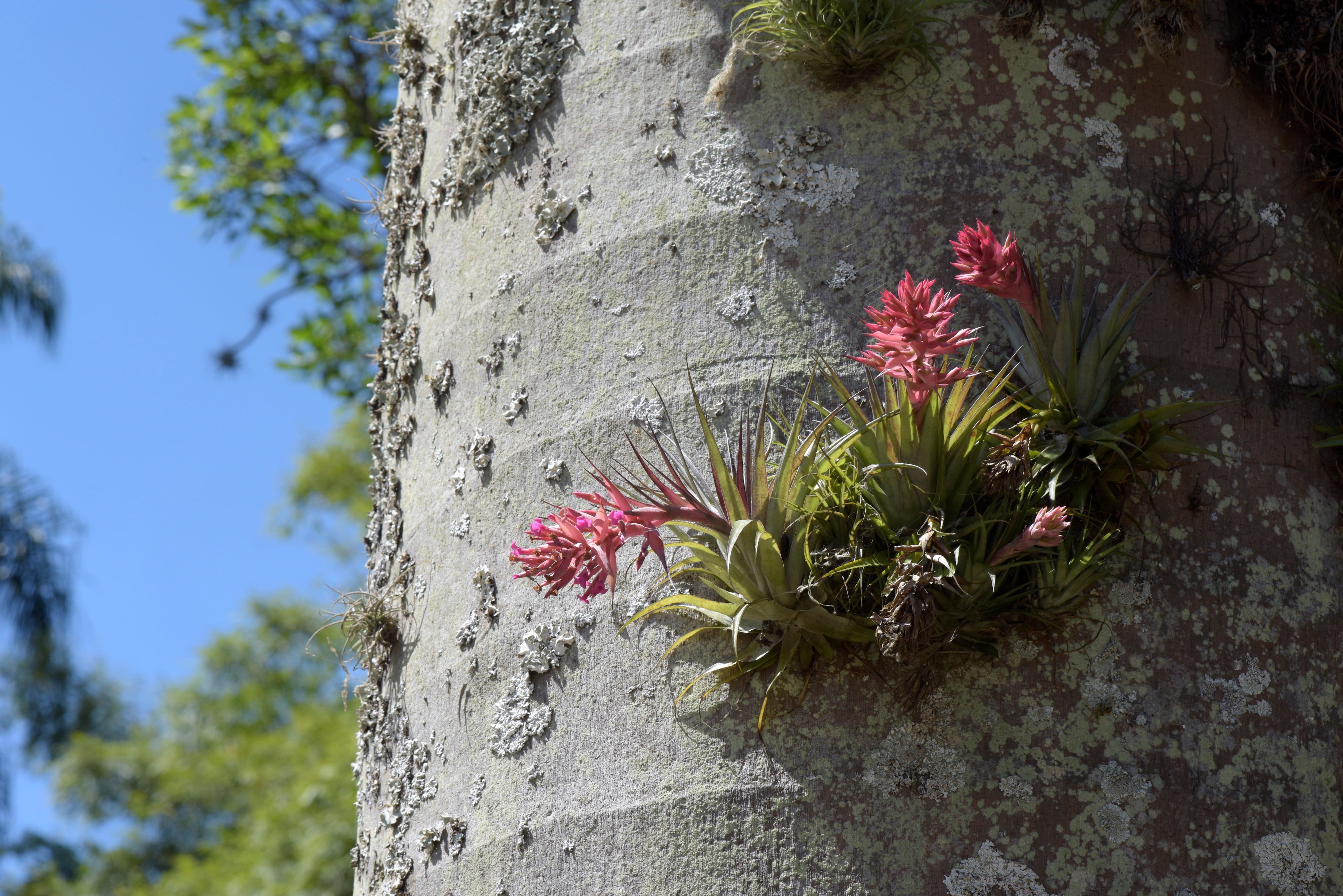 Tillandsia growing on the bark of a tree.