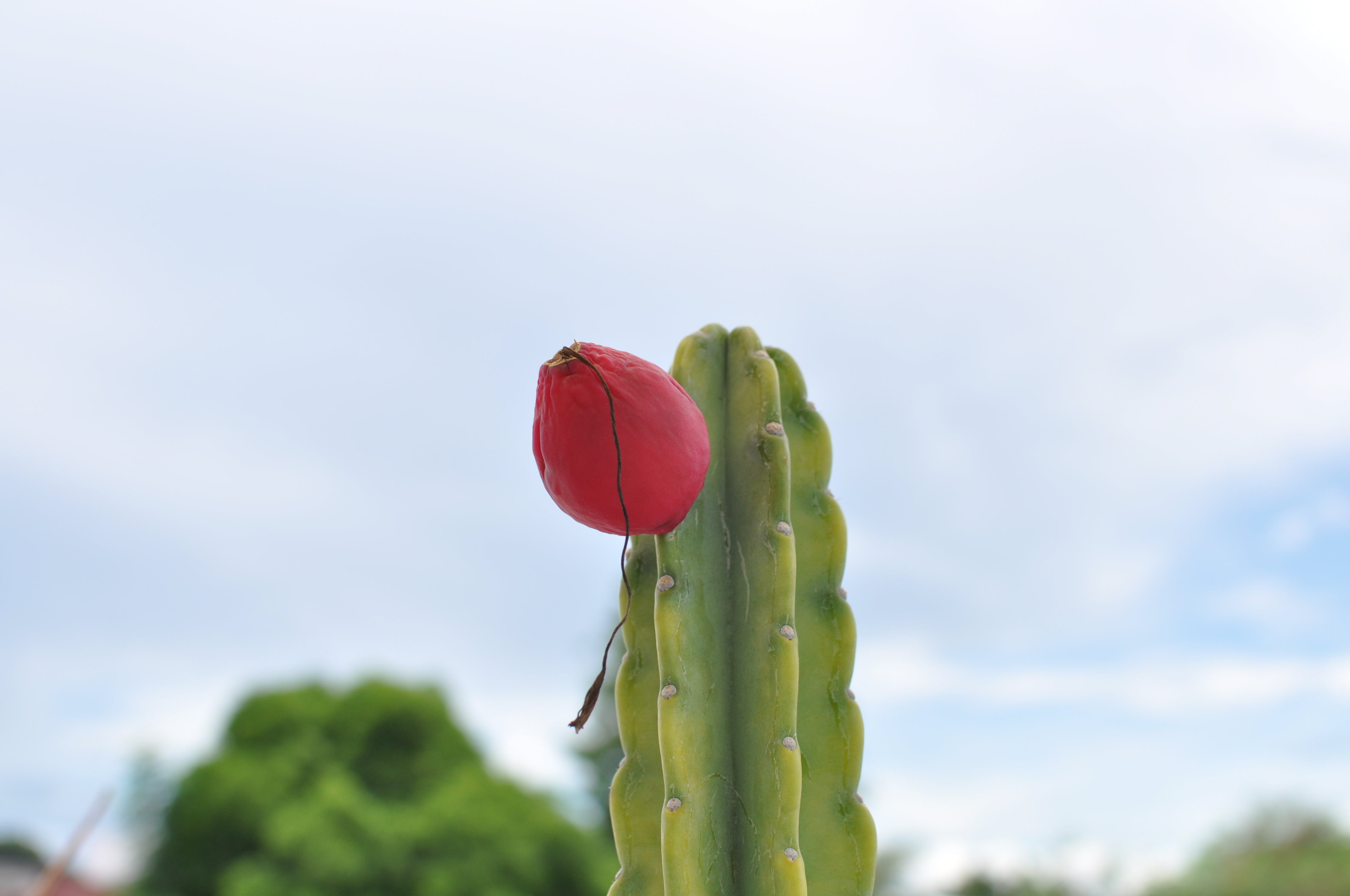 A peruvian apple cactus with fruit