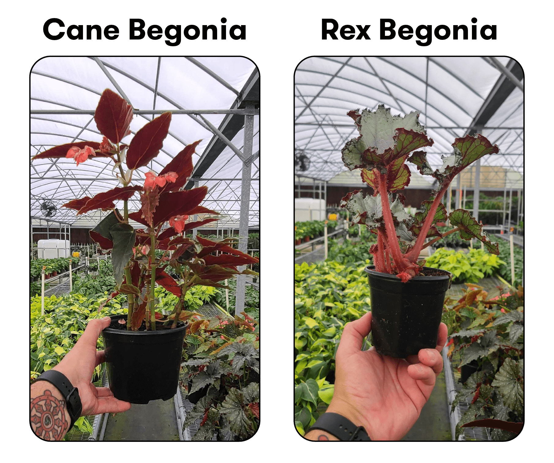 Cane begonia and rex begonia being held side by side for comparison.