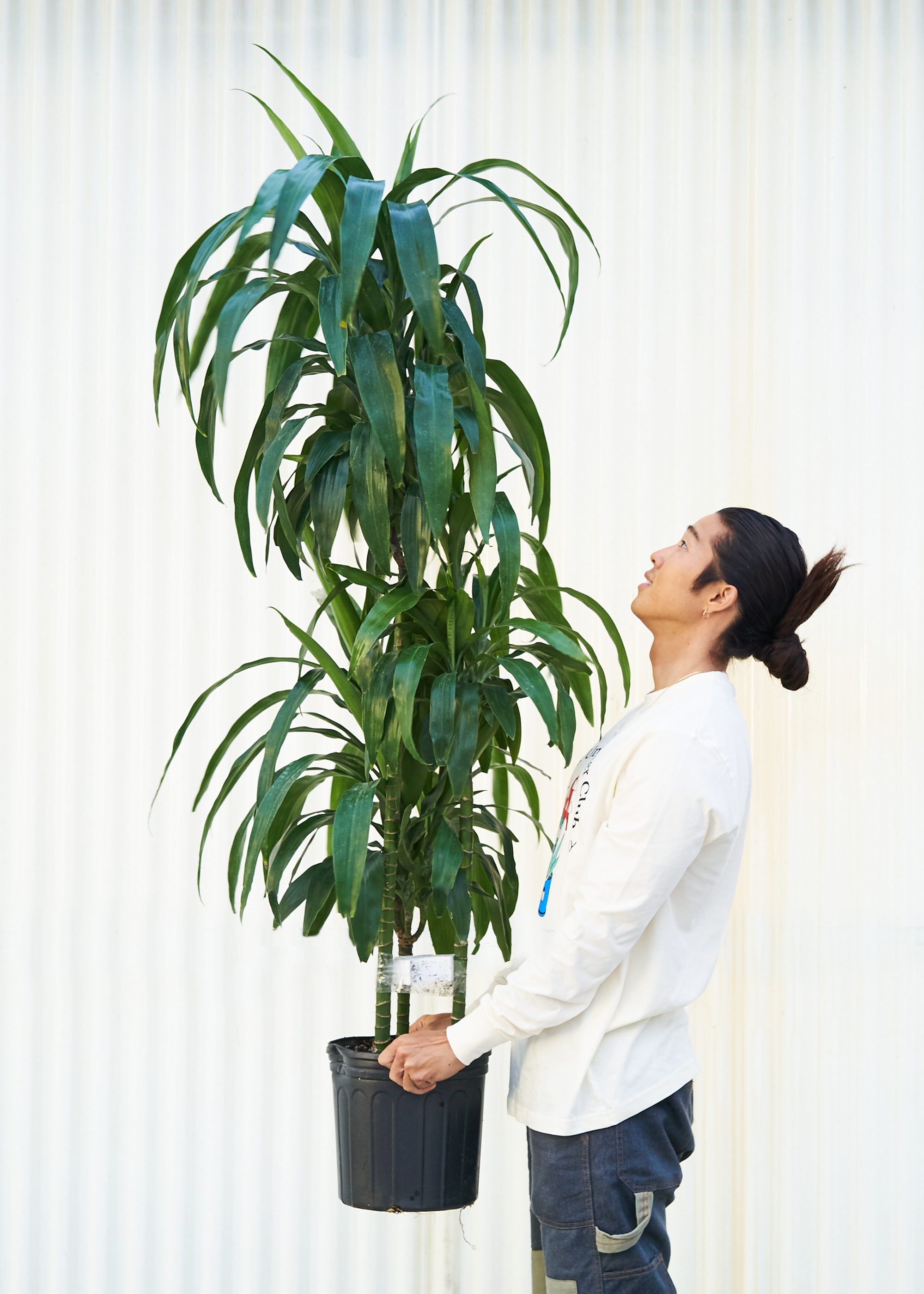 extra large plant