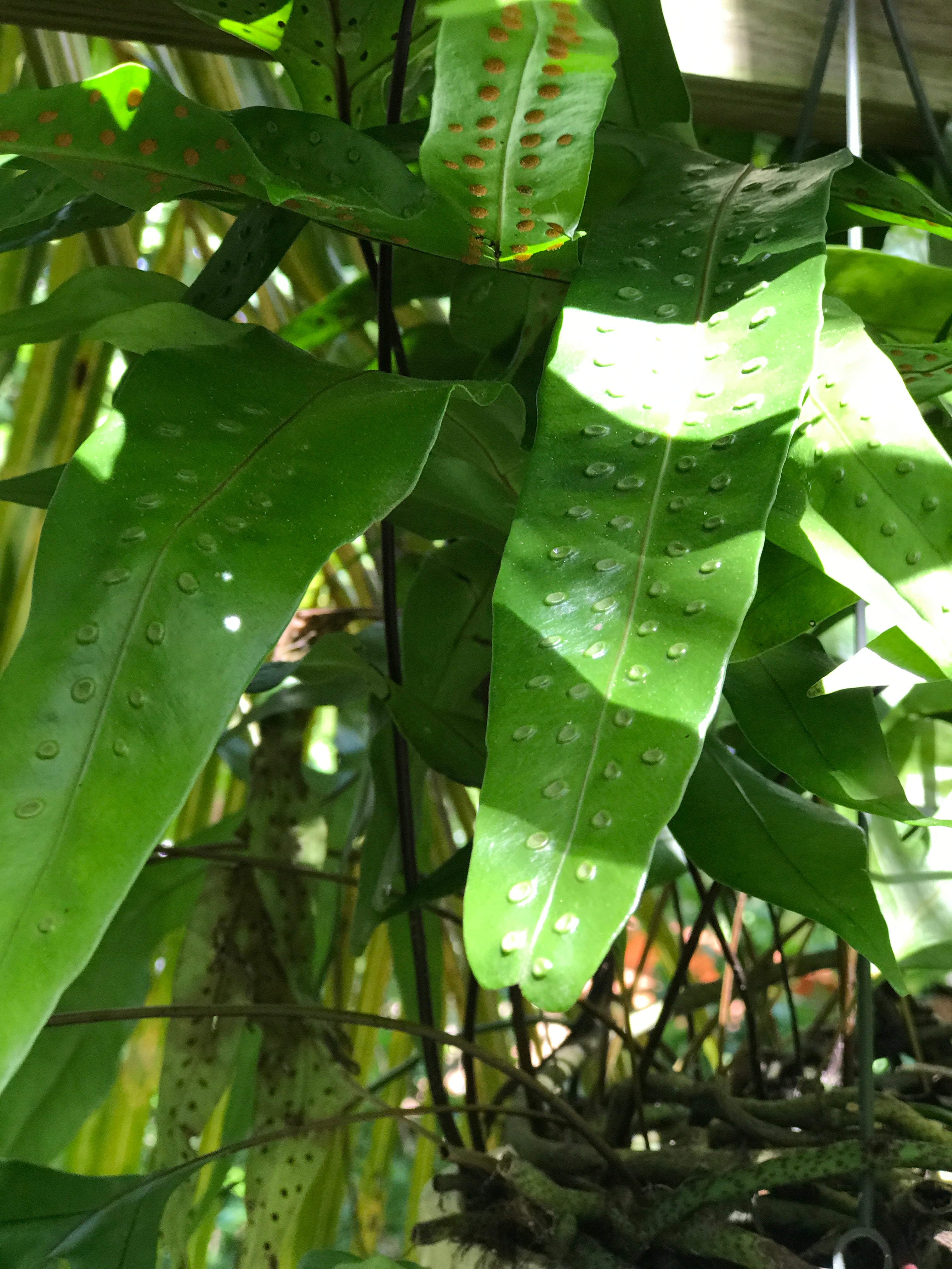 A fern with orange spores.