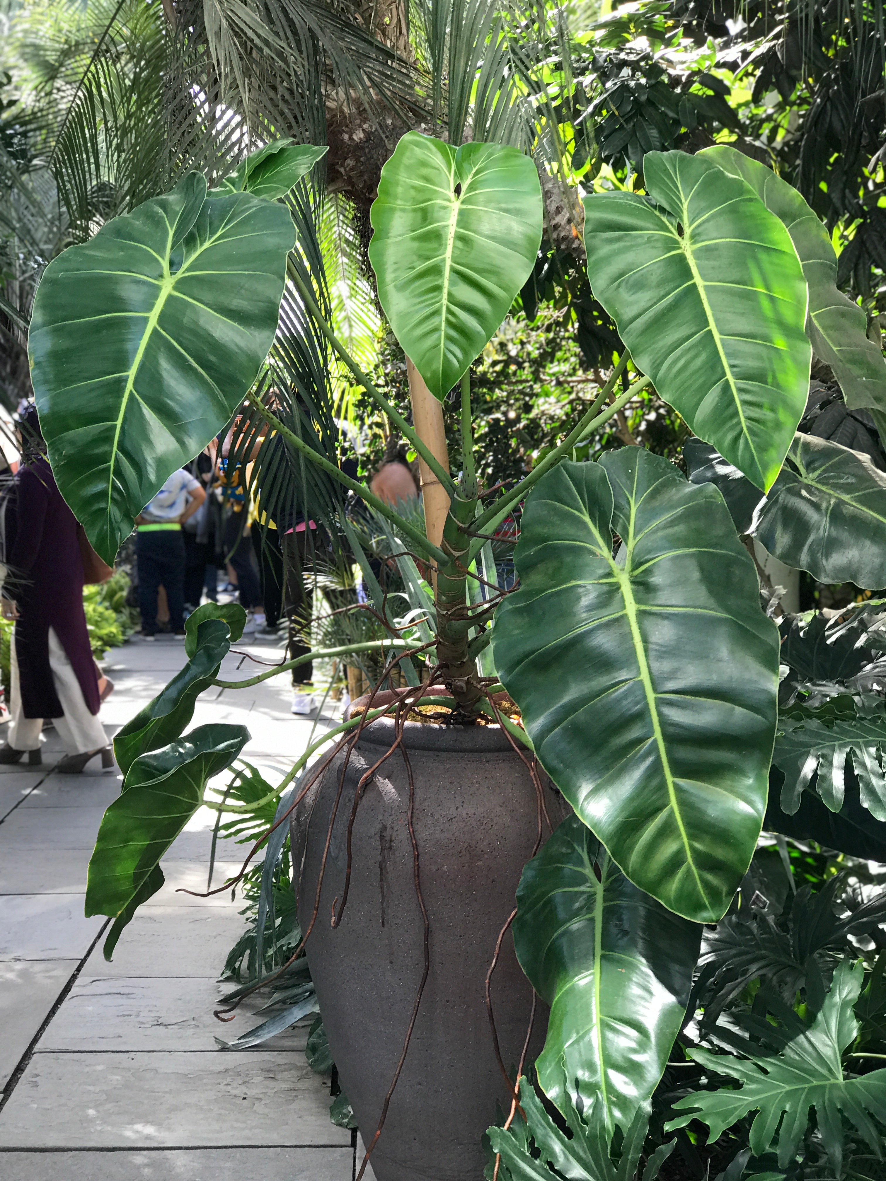 Large plant in a tall vase with aerial roots hanging down.