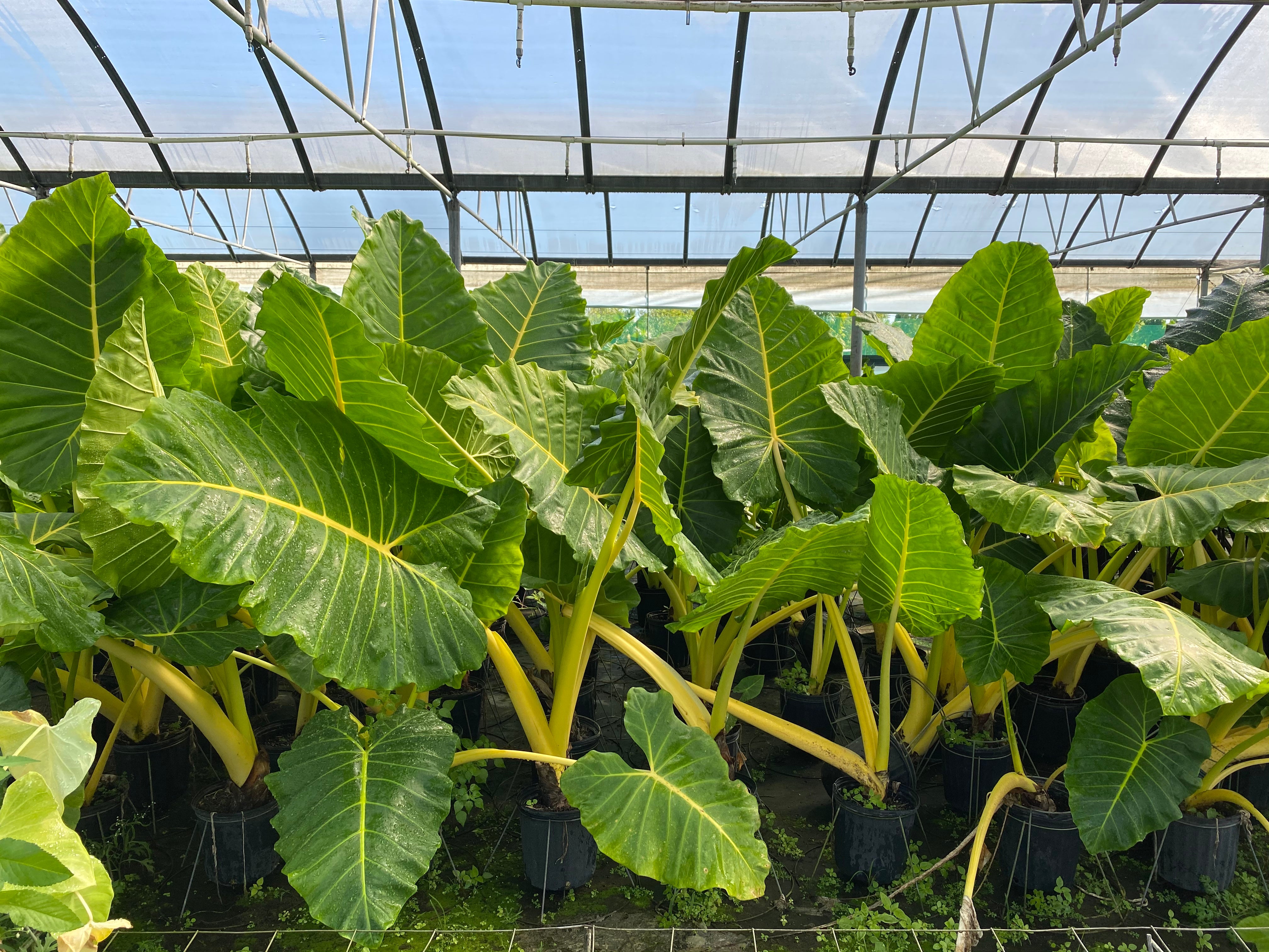 Large alocasia calidora in a greenhouse.