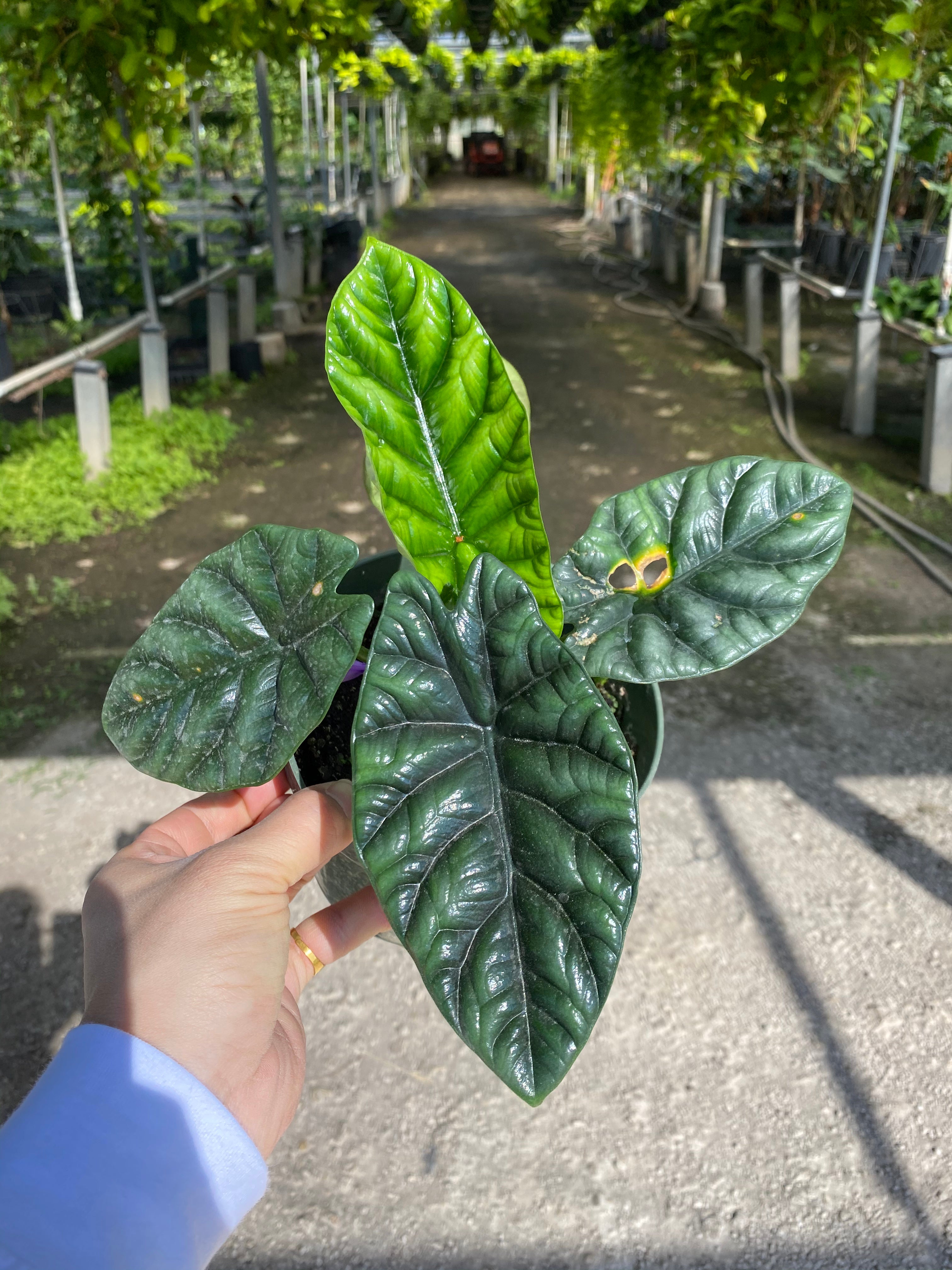 A hand holding an alocasia 'dragon scale' with a brown leaf spot surrounded with a yellow ring. 