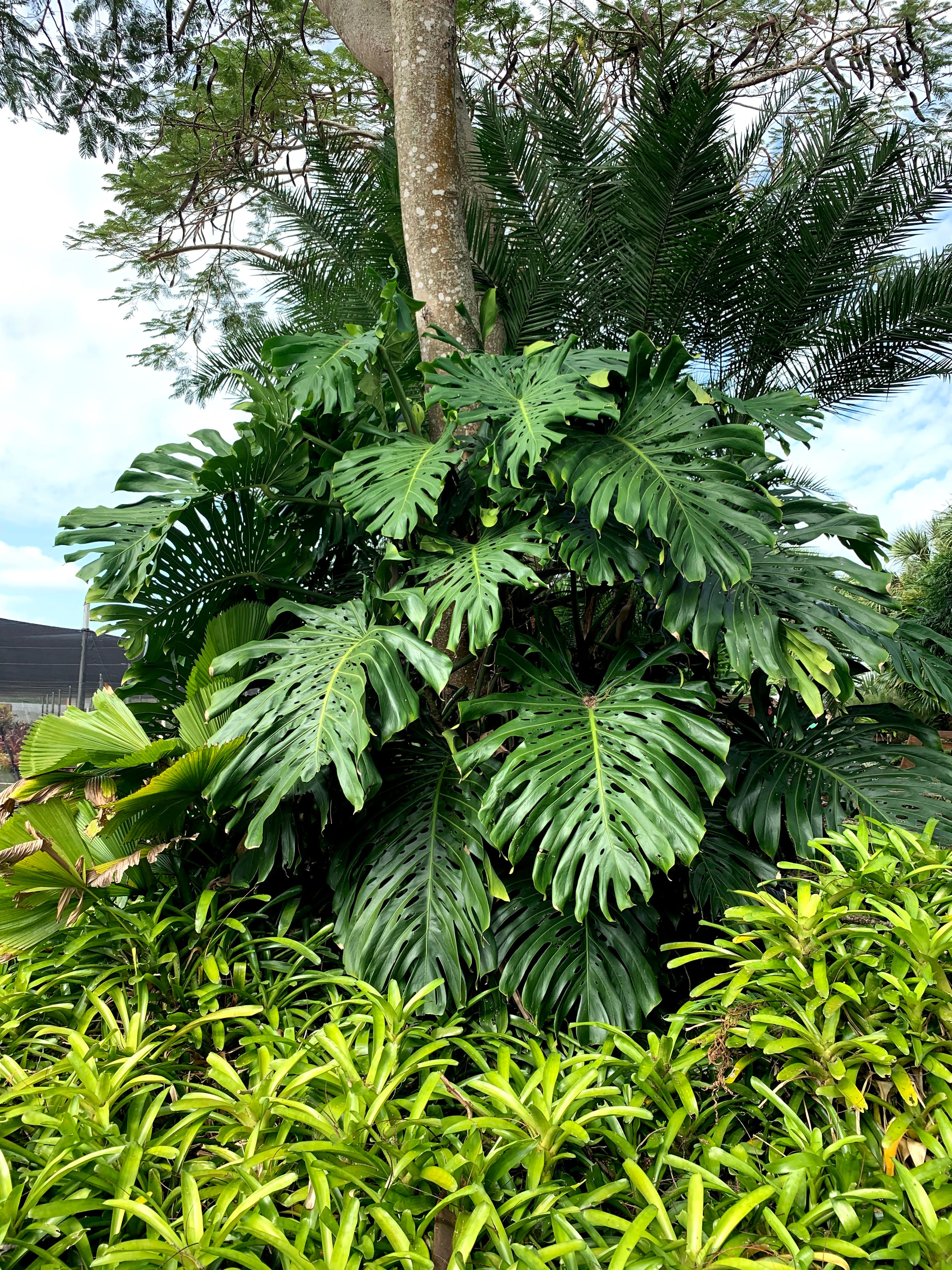 A large monstera deliciosa growing around the base of a tall tree.