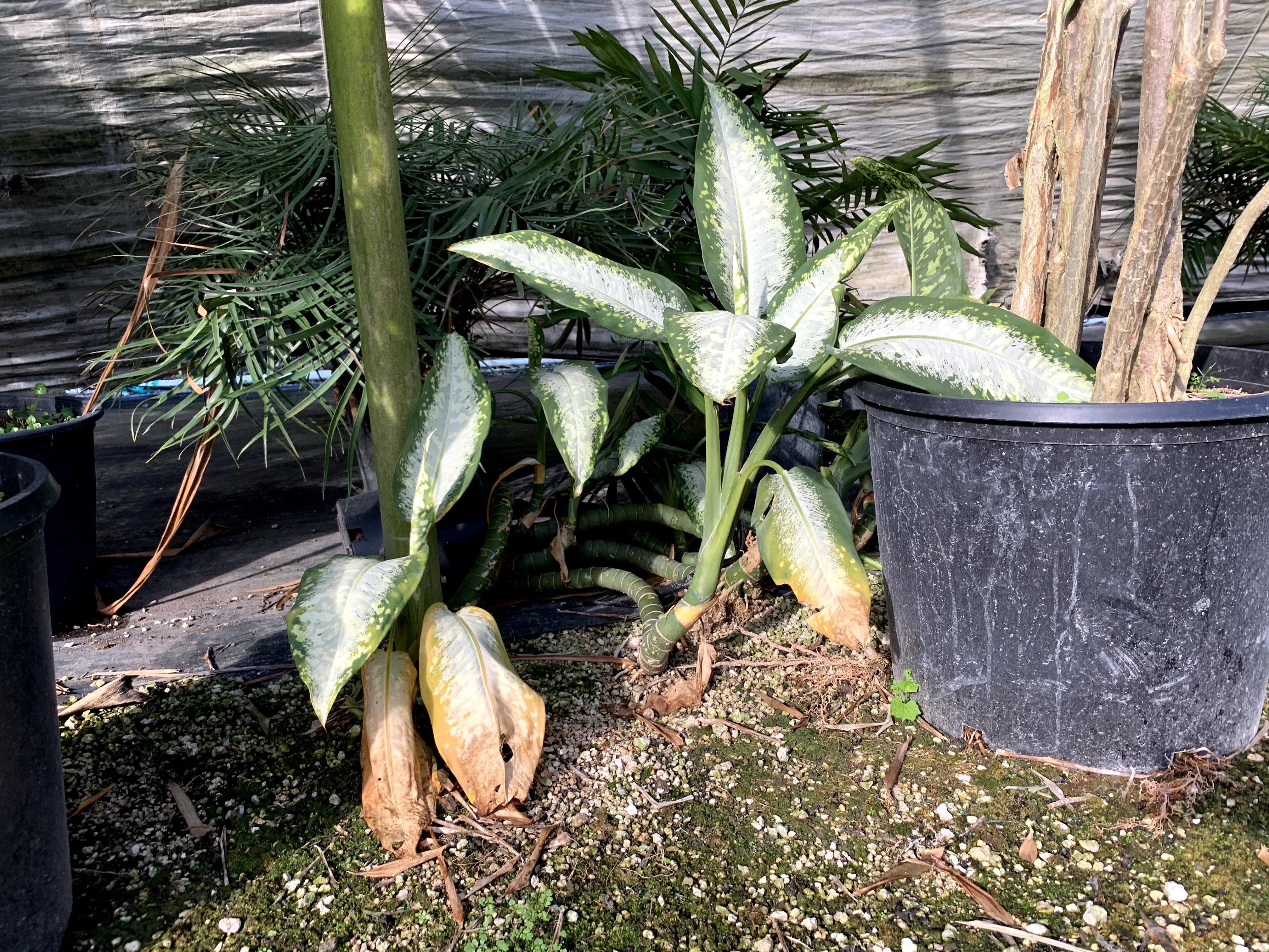 A dieffenbachia panther growing in the wild. It has aerial roots and yellowing basal leaves.
