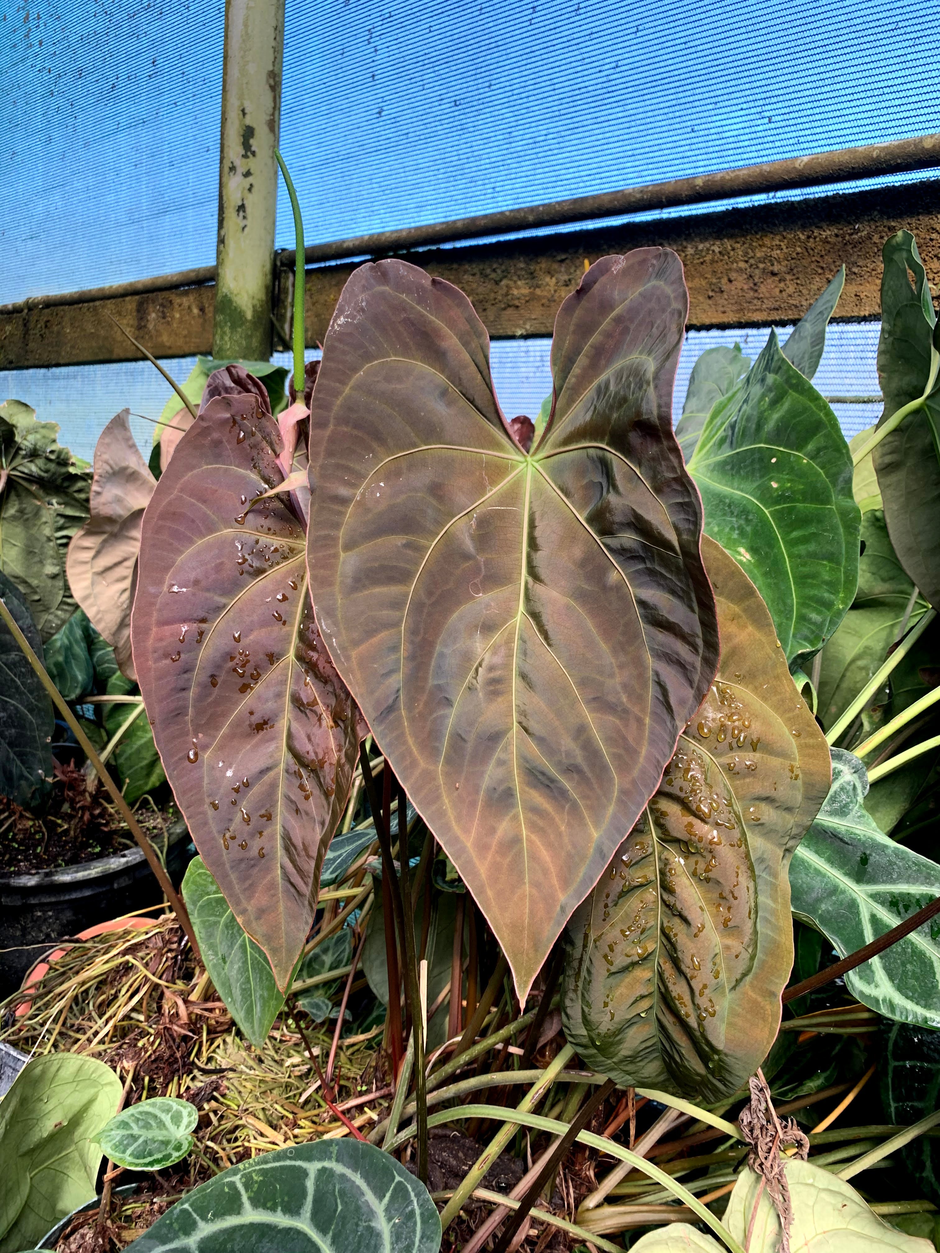 Anthurium with droplets on the leaves in a greenhouse.